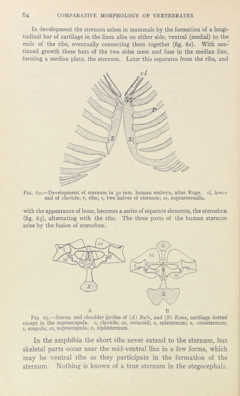 In development the sternum arises in mammals by the formation of a longi- tudinal bar of cartilage in the linea alba on either side, ventral (medial) to the ends of the ribs, eventually connecting them together (fig. 62). With con- tinued growth these bars of the two sides meet and fuse in the median line, forming a median plate, the sternum. Later this separates from the ribs, and Fig. 62.—Development of sternum in 30 mm. human embryo, after Ruge. cl, lower end of clavicle; r, ribs; s, two halves of sternum; ss, suprasternalia. with the appearance of bone, becomes a series of separate elements, the sternebrae (fig. 65), alternating with the ribs. The three parts of the human sternum arise by the fusion of sternebrae. Fig. 63.—Sterna and shoulder girdles of (A) Bufo, and (5) Rana, cartilage dotted except in the suprascapula. c, clavicle; co, coracoid; e, episternum; 0, omosternum; s, scapula; ss, suprascapula; x, xiphisternum. In the amphibia the short ribs never extend to the sternum, but skeletal parts occur near the mid-ventral line in a few forms, which may be ventral ribs as they participate in the formation of the sternum. Nothing is known of a true sternum in the stegocephals.
