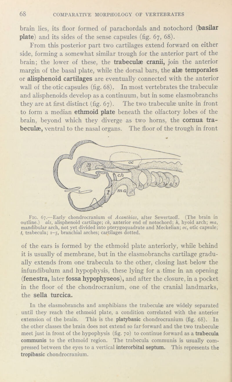 brain lies, its floor formed of parachordals and notochord (basilar plate) and its sides of the sense capsules (fig. 67, 68). From this posterior part two cartilages extend forward on either side, forming a somewhat similar trough for the anterior part of the brain; the lower of these, the trabeculae cranii, join the anterior margin of the basal plate, while the dorsal bars, the alae temporales or alisphenoid cartilages are eventually connected with the anterior wall of the otic capsules (fig. 68). In most vertebrates the trabeculae and alisphenoids develop as a continuum, but in some elasmobranchs they are at first distinct (fig. 67). The two trabeculae unite in front to form a median ethmoid plate beneath the olfactory lobes of the brain, beyond which they diverge as two horns, the cornua tra- beculae, ventral to the nasal organs. The floor of the trough in front Fig. 67.—Early chondrocranium of Acanthias, after Sewertzoff. (The brain in outline.) ah, alisphenoid cartilage; ch, anterior end of notochord; h, hyoid arch; ma, mandibular arch, not yet divided into pterygoquadrate and Meckelian; oc, otic capsule; t, trabecula; 1-5, branchial arches; cartilages dotted. of the ears is formed by the ethmoid plate anteriorly, while behind it is usually of membrane, but in the elasmobranchs cartilage gradu- ally extends from one trabecula to the other, closing last below the infundibulum and hypophysis, these lying for a time in an opening (fenestra, later fossa hypophyseos), and after the closure, in a pocket in the floor of the chondrocranium, one of the cranial landmarks, the sella turcica. In the elasmobranchs and amphibians the trabeculae are widely separated until they reach the ethmoid plate, a condition correlated with the anterior extension of the brain. This is the platybasic chondrocranium (fig. 68). In the other classes the brain does not extend so far forward and the two trabeculae meet just in front of the hypophysis (fig. 70) to continue forward as a trabecula communis to the ethmoid region. The trabecula communis is usually com- pressed between the eyes to a vertical interorbital septum. This represents the tropibasic chondrocranium.