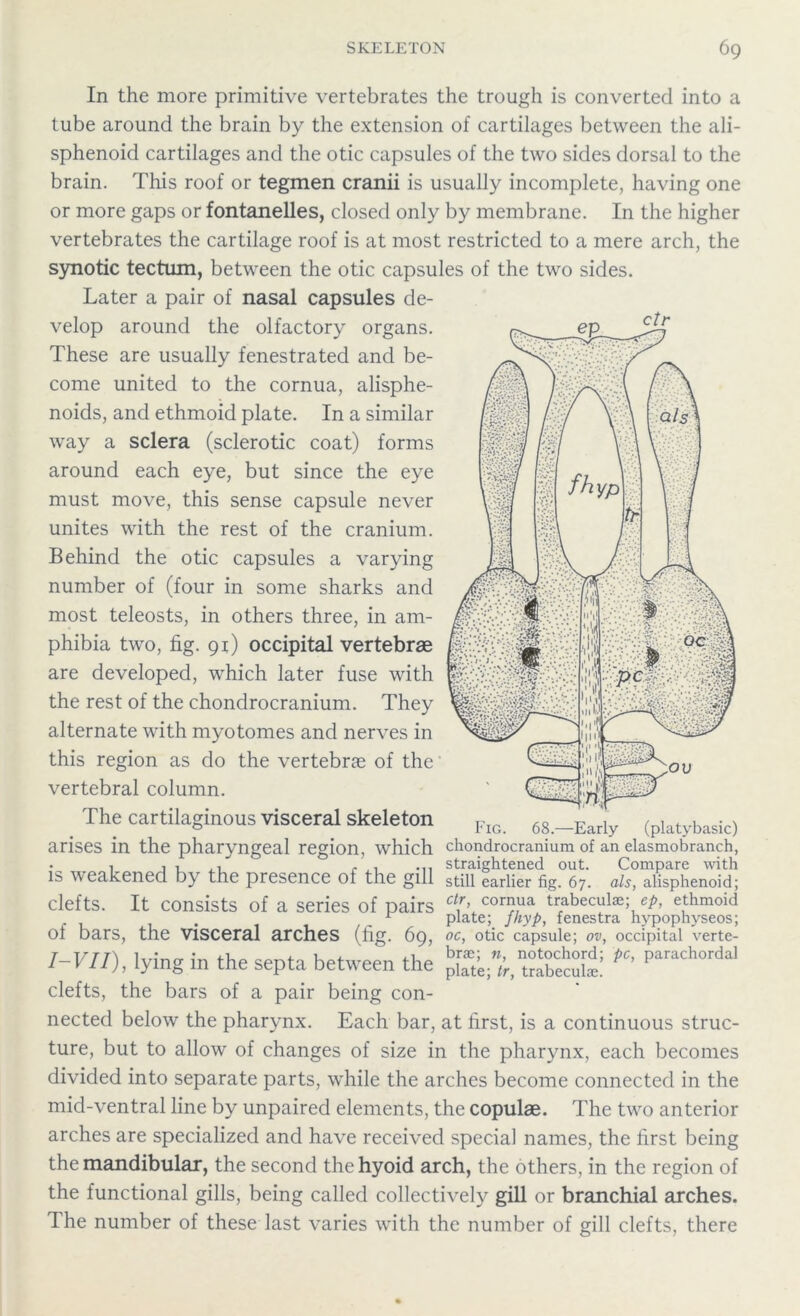In the more primitive vertebrates the trough is converted into a tube around the brain by the extension of cartilages between the ali- sphenoid cartilages and the otic capsules of the two sides dorsal to the brain. This roof or tegmen cranii is usually incomplete, having one or more gaps or fontanelles, closed only by membrane. In the higher vertebrates the cartilage roof is at most restricted to a mere arch, the synotic tectum, between the otic capsules of the two sides. Later a pair of nasal capsules de- velop around the olfactory organs. These are usually fenestrated and be- come united to the cornua, alisphe- noids, and ethmoid plate. In a similar way a sclera (sclerotic coat) forms around each eye, but since the eye must move, this sense capsule never unites with the rest of the cranium. Behind the otic capsules a varying number of (four in some sharks and most teleosts, in others three, in am- phibia two, fig. 91) occipital vertebrae are developed, which later fuse with the rest of the chondrocranium. They alternate with myotomes and nerves in this region as do the vertebrae of the vertebral column. The cartilaginous visceral skeleton Fl0 68._Early (platybasic) arises in the pharyngeal region, which chondrocranium of an elasmobranch, • 1 1 , r ,, ... straightened out. Compare with IS weakened b} the presence Ol the gill still earlier fig. 67. als, alisphenoid; clefts. It consists of a series of pairs C{r> co™ua trabeculae; ep, ethmoid r plate; Jhyp, fenestra hypophyseos; of bars, the visceral arches (fig. 69, oc, otic capsule; ov, occipital verte- I-VII), lying in the septa between the clefts, the bars of a pair being con- nected below the pharynx. Each bar, at first, is a continuous struc- ture, but to allow of changes of size in the pharynx, each becomes divided into separate parts, while the arches become connected in the mid-ventral line by unpaired elements, the copulae. The two anterior arches are specialized and have received special names, the first being the mandibular, the second the hyoid arch, the others, in the region of the functional gills, being called collectively gill or branchial arches. The number of these last varies with the number of gill clefts, there