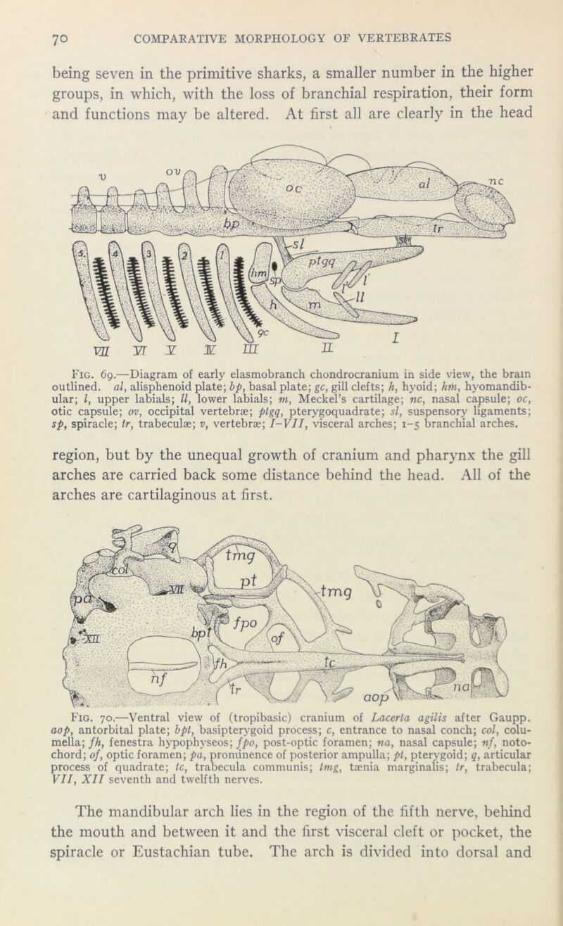 being seven in the primitive sharks, a smaller number in the higher groups, in which, with the loss of branchial respiration, their form and functions may be altered. At first all are clearly in the head Fig. 69.—Diagram of early elasmobranch chondrocranium in side view, the brain outlined, al, alisphenoid plate; bp, basal plate; gc, gill clefts; h, hyoid; hm, hyomandib- ular; l, upper labials; ll, lower labials; m, Meckel’s cartilage; nc, nasal capsule; oc, otic capsule; ov, occipital vertebrae; ptgq, pterygoquadrate; si, suspensory ligaments; sp, spiracle; Ir, trabeculae; v, vertebrae; I-VII, visceral arches; 1-5 branchial arches. region, but by the unequal growth of cranium and pharynx the gill arches are carried back some distance behind the head. All of the arches are cartilaginous at first. Fig. 70.—Ventral view of (tropibasic) cranium of Lacerta agilis after Gaupp. aop, antorbital plate; bpt, basipterygoid process; c, entrance to nasal conch; col, colu- mella; fh, fenestra hypophyseos; fpo, post-optic foramen; na, nasal capsule; nf, noto- chord; of, optic foramen; pa, prominence of posterior ampulla; pt, pterygoid; q, articular process of quadrate; tc, trabecula communis; tmg, taenia marginalis; tr, trabecula; VII, XII seventh and twelfth nerves. The mandibular arch lies in the region of the fifth nerve, behind the mouth and between it and the first visceral cleft or pocket, the spiracle or Eustachian tube. The arch is divided into dorsal and