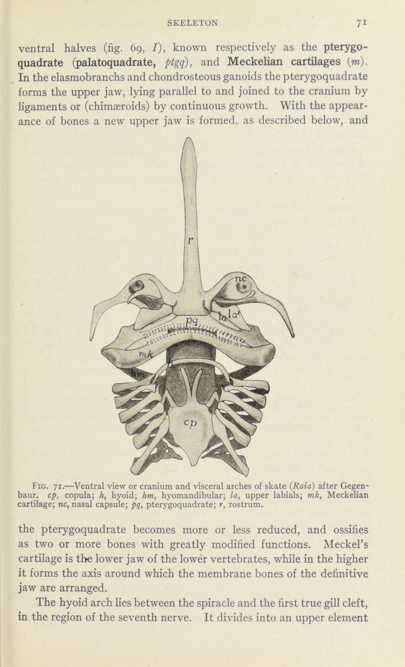 ventral halves (fig. 69, /), known respectively as the pterygo- quadrate (palatoquadrate, ptgq), and Meckelian cartilages (ra). In the elasmobranchs and chondrosteous ganoids the pterygoquadrate forms the upper jaw, lying parallel to and joined to the cranium by ligaments or (chimaeroids) by continuous growth. With the appear- ance of bones a new upper jaw is formed, as described below, and Fig. 71.—Ventral view or cranium and visceral arches of skate (Raia) after Gegen- baur. cp, copula; h, hyoid; hm, hyomandibular; la, upper labials; mk, Meckelian cartilage; nc, nasal capsule; pq, pterygoquadrate; r, rostrum. the pterygoquadrate becomes more or less reduced, and ossifies as two or more bones with greatly modified functions. Meckel’s cartilage is the lower jaw of the lower vertebrates, while in the higher it forms the axis around which the membrane bones of the definitive jaw are arranged. The hyoid arch lies between the spiracle and the first true gill cleft, in the region of the seventh nerve. It divides into an upper element