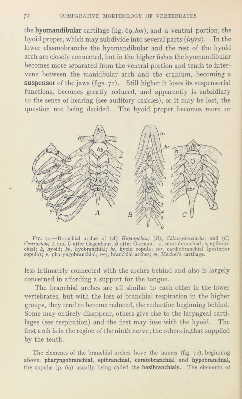 the hyomandibular cartilage (fig. 69,hm), and a ventral portion, the hyoid proper, which may subdivide into several parts {infra). In the lower elasmobranchs the hyomandibular and the rest of the hyoid arch are closely connected, but in the higher fishes the hyomandibular becomes more separated from the ventral portion and tends to inter- vene between the manidbular arch and the cranium, becoming a suspensor of the jaws (figs. 71). Still higher it loses its suspensorial functions, becomes greatly reduced, and apparently is subsidiary to the sense of hearing (see auditory ossicles), or it may be lost, the question not being decided. The hyoid proper becomes more or Fig. 72.—Branchial arches of (A) Heptanchm; (B), Chlamydoselache; and (C) Ceslracion; A and C after Gegenbaur, B after Garman. c, ceratobranchial; e, epibran- chial; h, hyoid; hb, hyobranchial; he, hyoid copula; ebr, cardiobranchial (posterior copula); p, pharyngobranchial; 1-7, branchial arches; m, Meckel’s cartilage. less intimately connected with the arches behind and also is largely concerned in affording a support for the tongue. The branchial arches are all similar to each other in the lower vertebrates, but with the loss of branchial respiration in the higher groups, they tend to become reduced, the reduction beginning behind. Some may entirely disappear, others give rise to the laryngeal carti- lages (see respiration) and the first may fuse with the hyoid. The first arch is in the region of the ninth nerve; the others in.that supplied by the tenth. The elements of the branchial arches have the names (fig. 72), beginning above, pharyngobranchial, epibranchial, ceratobranchial and hypobranchial, the copulae (p. 69) usually being called the basibranchials. The elements of