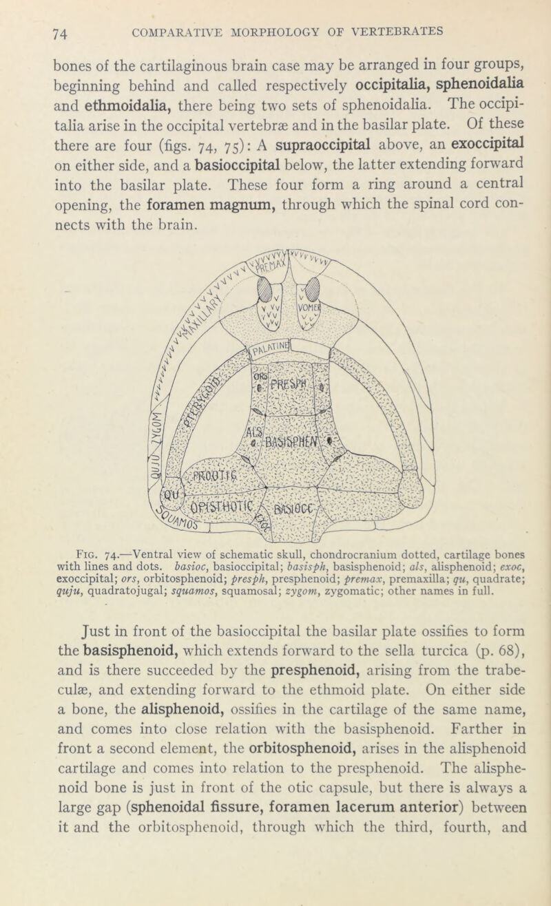 bones of the cartilaginous brain case may be arranged in four groups, beginning behind and called respectively occipitalia, sphenoidalia and ethmoidalia, there being two sets of sphenoidalia. The occipi- talia arise in the occipital vertebrae and in the basilar plate. Of these there are four (figs. 74, 75): A supraoccipital above, an exoccipital on either side, and a basioccipital below, the latter extending forward into the basilar plate. These four form a ring around a central opening, the foramen magnum, through which the spinal cord con- nects with the brain. Fig. 74.—-Ventral view of schematic skull, chondrocranium dotted, cartilage bones with lines and dots, basioc, basioccipital; basisph, basisphenoid; als, alisphenoid; exoc, exoccipital; ors, orbitosphenoid; presph, presphenoid; premax, premaxilla; qu, quadrate; quju, quadratojugal; squamos, squamosal; zygom, zygomatic; other names in full. Just in front of the basioccipital the basilar plate ossifies to form the basisphenoid, which extends forward to the sella turcica (p. 68), and is there succeeded by the presphenoid, arising from the trabe- culae, and extending forward to the ethmoid plate. On either side a bone, the alisphenoid, ossifies in the cartilage of the same name, and comes into close relation with the basisphenoid. Farther in front a second element, the orbitosphenoid, arises in the alisphenoid cartilage and comes into relation to the presphenoid. The alisphe- noid bone is just in front of the otic capsule, but there is always a large gap (sphenoidal fissure, foramen lacerum anterior) between it and the orbitosphenoid, through which the third, fourth, and