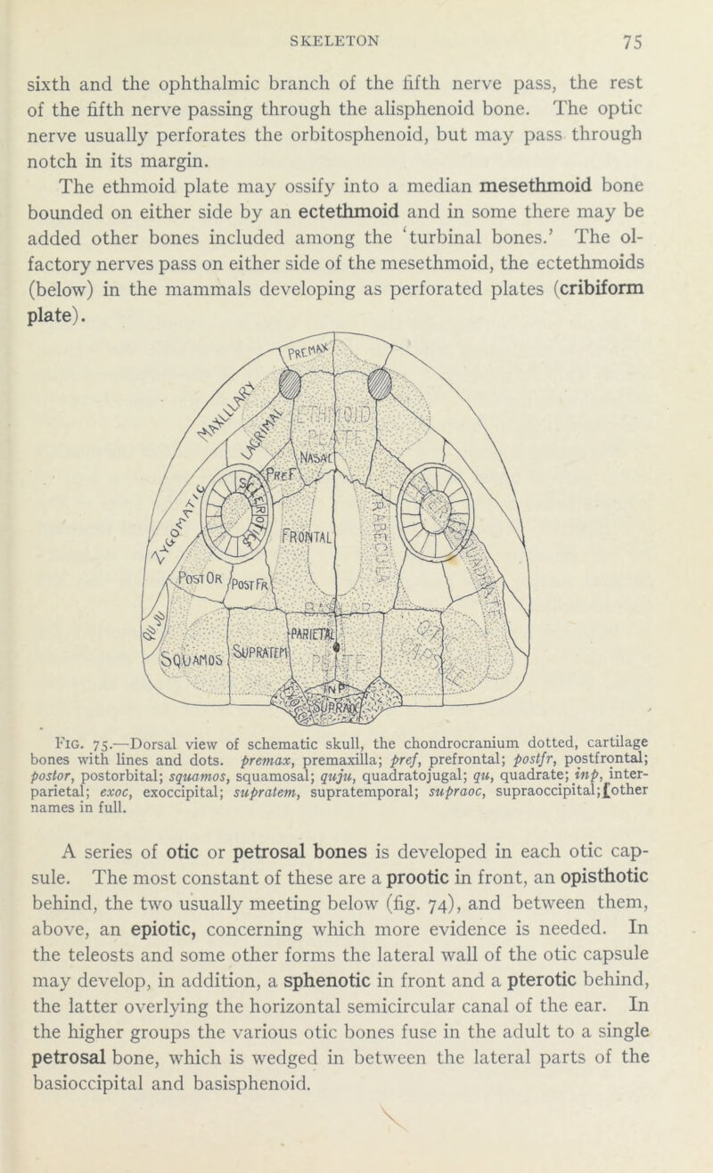 sixth and the ophthalmic branch of the fifth nerve pass, the rest of the fifth nerve passing through the alisphenoid bone. The optic nerve usually perforates the orbitosphenoid, but may pass through notch in its margin. The ethmoid plate may ossify into a median mesethmoid bone bounded on either side by an ectethmoid and in some there may be added other bones included among the ‘turbinal bones.’ The ol- factory nerves pass on either side of the mesethmoid, the ectethmoids (below) in the mammals developing as perforated plates (cribiform plate). Fig. 75.—Dorsal view of schematic skull, the chondrocranium dotted, cartilage bones with lines and dots, premax, premaxilla; pref, prefrontal; postfr, postfrontal; postor, postorbital; squamos, squamosal; quju, quadratojugal; qn, quadrate; inp, inter- parietal; exoc, exoccipital; supratem, supratemporal; supraoc, supraoccipital;£other names in full. A series of otic or petrosal bones is developed in each otic cap- sule. The most constant of these are a prootic in front, an opisthotic behind, the two usually meeting below (fig. 74), and between them, above, an epiotic, concerning which more evidence is needed. In the teleosts and some other forms the lateral wall of the otic capsule may develop, in addition, a sphenotic in front and a pterotic behind, the latter overlying the horizontal semicircular canal of the ear. In the higher groups the various otic bones fuse in the adult to a single petrosal bone, which is wedged in between the lateral parts of the basioccipital and basisphenoid.