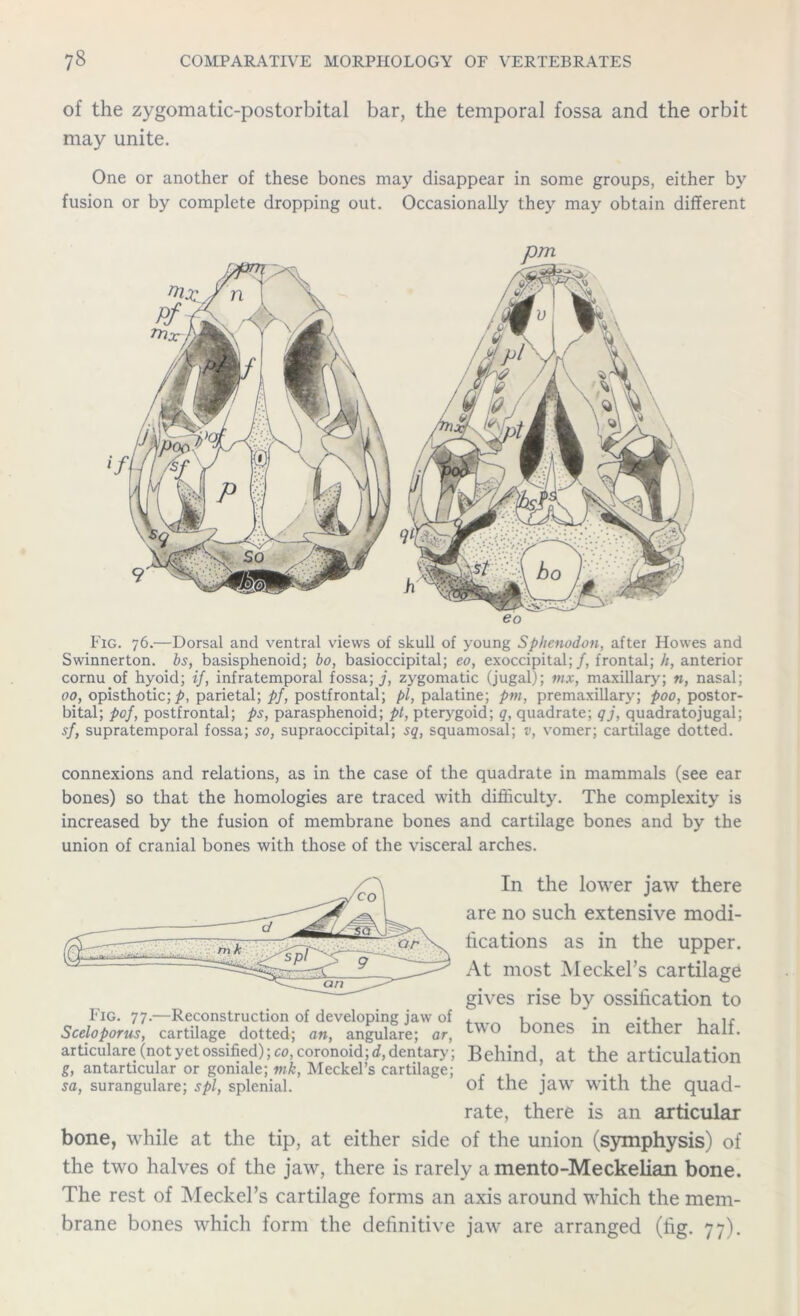 of the zygomatic-postorbital bar, the temporal fossa and the orbit may unite. One or another of these bones may disappear in some groups, either by fusion or by complete dropping out. Occasionally they may obtain different eo Fig. 76.—Dorsal and ventral views of skull of young Sphenodon, after Howes and Swinnerton. bs, basisphenoid; bo, basioccipital; eo, exoccipital;/, frontal;//, anterior cornu of hyoid; if, infratemporal fossa; j, zygomatic (jugal); nix, maxillary; n, nasal; 00, opisthotic; p, parietal; pf, postfrontal; pi, palatine; pm, premaxillary; poo, postor- bital; pof, postfrontal; ps, parasphenoid; pt, pterygoid; q, quadrate; qj, quadratojugal; sf, supratemporal fossa; so, supraoccipital; sq, squamosal; v, vomer; cartilage dotted. connexions and relations, as in the case of the quadrate in mammals (see ear bones) so that the homologies are traced with difficulty. The complexity is increased by the fusion of membrane bones and cartilage bones and by the union of cranial bones with those of the visceral arches. In the lower jaw there are no such extensive modi- fications as in the upper. At most Meckel’s cartilage gives rise by ossification to Fig. 77.—Reconstruction of developing jaw of . 1 , 1r Sceloporus, cartilage dotted; an, angulare; at, ^'O bones 111 either half. articulare (not yet ossified); co, coronoid; d, dentary; Behind, at the articulation p. nntartirnlnr nr (rnnialp- mb AT#»rkf»Pc rartilarre- g, antarticular or goniale; mk, Meckel’s cartilage; sa, surangulare; spl, splenial. of the jaw with the quad- rate, there is an articular bone, while at the tip, at either side of the union (symphysis) of the two halves of the jaw, there is rarely a mento-Meckelian bone. The rest of Meckel’s cartilage forms an axis around which the mem- brane bones which form the definitive jaw are arranged (fig. 77).