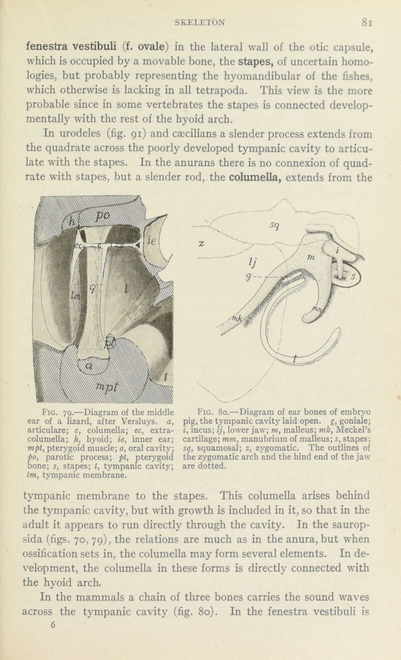 fenestra vestibuli (f. ovale) in the lateral wall of the otic capsule, which is occupied by a movable bone, the stapes, of uncertain homo- logies, but probably representing the hyomandibular of the fishes, which otherwise is lacking in all tetrapoda. This view is the more probable since in some vertebrates the stapes is connected develop- mentally with the rest of the hyoid arch. In urodeles (fig. 91) and caecilians a slender process extends from the quadrate across the poorly developed tympanic cavity to articu- late with the stapes. In the anurans there is no connexion of quad- rate with stapes, but a slender rod, the columella, extends from the Fig. 79.—Diagram of the middle ear of a lizard, after Versluys. a, articulare; c, columella; ec, extra- columella; h, hyoid; ie, inner ear; mpt, pterygoid muscle; 0, oral cavity; po, parotic process; pt, pterygoid bone; s, stapes; t, tympanic cavity; tm, tympanic membrane. Fig. 80.—Diagram of ear bones of embryo pig, the tympanic cavity laid open, g, goniale; i, incus; lj, lower jaw; m, malleus; mk, Meckel’s cartilage; mm, manubrium of malleus; s, stapes; sq, squamosal; z, zygomatic. The outlines of the zygomatic arch and the hind end of the jaw are dotted. tympanic membrane to the stapes. This columella arises behind the tympanic cavity, but with growth is included in it, so that in the adult it appears to run directly through the cavity. In the saurop- sida (figs. 70, 79), the relations are much as in the anura, but when ossification sets in, the columella may form several elements. In de- velopment, the columella in these forms is directly connected with the hyoid arch. In the mammals a chain of three bones carries the sound waves across the tympanic cavity (fig. 80). In the fenestra vestibuli is 6