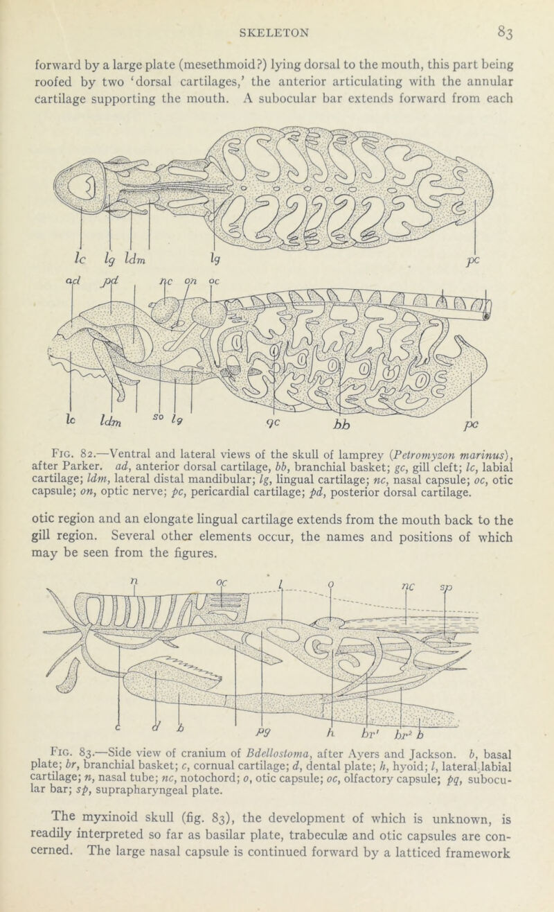 forward by a large plate (mesethmoid?) lying dorsal to the mouth, this part being roofed by two ‘dorsal cartilages/ the anterior articulating with the annular Cartilage supporting the mouth. A subocular bar extends forward from each Fig. 82.—Ventral and lateral views of the skull of lamprey (Petromyson marinus), after Parker, ad, anterior dorsal cartilage, bb, branchial basket; gc, gill cleft; Ic, labial cartilage; Idnt, lateral distal mandibular; Ig, lingual cartilage; nc, nasal capsule; oc, otic capsule; on, optic nerve; pc, pericardial cartilage; pd, posterior dorsal cartilage. otic region and an elongate lingual cartilage extends from the mouth back to the gill region. Several other elements occur, the names and positions of which may be seen from the figures. Fig. 83.—Side view of cranium of Bdellostoma, after Ayers and Jackson, b, basal plate; br, branchial basket; c, cornual cartilage; d, dental plate; h, hyoid; l, lateral labial cartilage; n, nasal tube; nc, notochord; 0, otic capsule; oc, olfactory capsule; pq, subocu- lar bar; sp, suprapharyngeal plate. The myxinoid skull (fig. 83), the development of which is unknown, is readily interpreted so far as basilar plate, trabeculae and otic capsules are con- cerned. The large nasal capsule is continued forward by a latticed framework