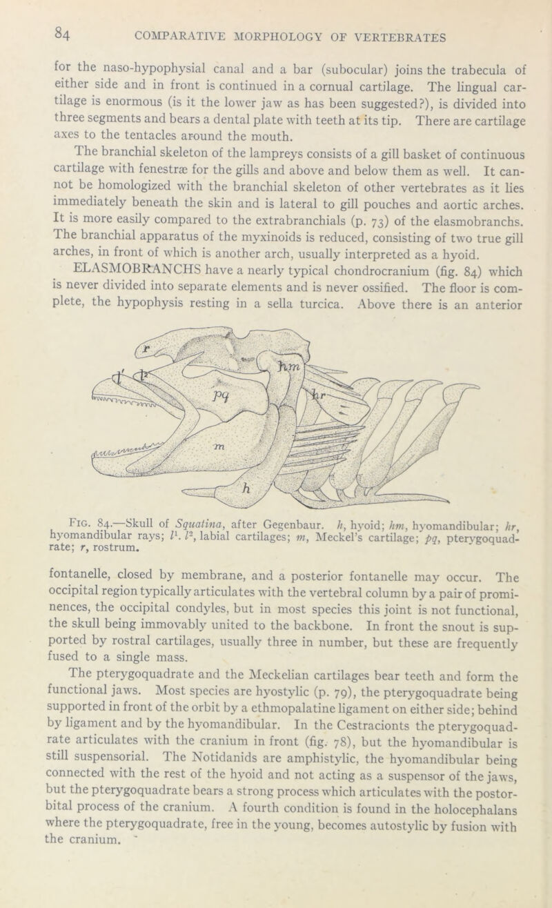 for the naso-hypophysial canal and a bar (subocular) joins the trabecula of either side and in front is continued in a cornual cartilage. The lingual car- tilage is enormous (is it the lower jaw as has been suggested?), is divided into three segments and bears a dental plate with teeth at its tip. There are cartilage axes to the tentacles around the mouth. I he branchial skeleton of the lampreys consists of a gill basket of continuous cartilage with fenestras for the gills and above and below them as well. It can- not be homologized with the branchial skeleton of other vertebrates as it lies immediately beneath the skin and is lateral to gill pouches and aortic arches. It is more easily compared to the extrabranchials (p. 73) of the elasmobranchs. The branchial apparatus of the myxinoids is reduced, consisting of two true gill arches, in front of which is another arch, usually interpreted as a hyoid. ELASMOBRANCHS have a nearly typical chondrocranium (fig. 84) which is never divided into separate elements and is never ossified. The floor is com- plete, the hypophysis resting in a sella turcica. Above there is an anterior Fig. 84. Skull of Squatina, after Gegenbaur. It, hy*oid; hm, hyomandibular; hr, hyomandibular rays; l1. P, labial cartilages; m, Meckel’s cartilage; pq, ptervgoquad- rate; r, rostrum. fontanelle, closed by membrane, and a posterior fontanelle may occur. The occipital region typically articulates with the vertebral column by a pair of promi- nences, the occipital condyles, but in most species this joint is not functional, the skull being immovably united to the backbone. In front the snout is sup- ported by rostral cartilages, usually three in number, but these are frequently fused to a single mass. The pterygoquadrate and the Meckelian cartilages bear teeth and form the functional jaws. Most species are hyostylic (p. 79), the pterygoquadrate being supported in front of the orbit by a ethmopalatine ligament on either side; behind by ligament and by the hyomandibular. In the Cestracionts the pterygoquad- rate articulates with the cranium in front (fig. 78), but the hyomandibular is still suspensorial. The Notidanids are amphistylic, the hyomandibular being connected with the rest of the hyoid and not acting as a suspensor of the jaws, but the pterygoquadrate bears a strong process which articulates with the postor- bital process of the cranium. A fourth condition is found in the holocephalans where the pterygoquadrate, free in the young, becomes autostylic by fusion with the cranium. ~