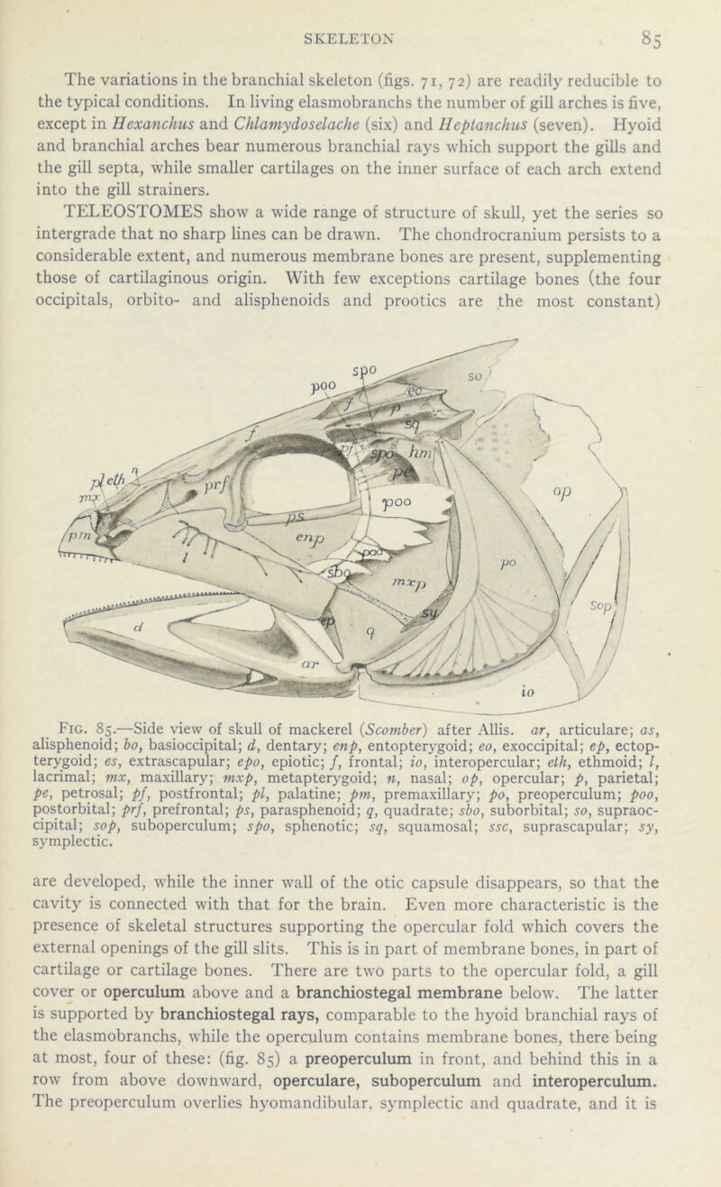 The variations in the branchial skeleton (figs. 71, 72) are readily reducible to the typical conditions. In living elasmobranchs the number of gill arches is five, except in Hexanchus and Chlamydoselache (six) and Heptanchus (seven). Hyoid and branchial arches bear numerous branchial rays which support the gills and the gill septa, while smaller cartilages on the inner surface of each arch extend into the gill strainers. TELEOSTOMES show a wide range of structure of skull, yet the series so intergrade that no sharp lines can be drawn. The chondrocranium persists to a considerable extent, and numerous membrane bones are present, supplementing those of cartilaginous origin. With few exceptions cartilage bones (the four occipitals, orbito- and alisphenoids and prootics are the most constant) Fig. 85.—Side view of skull of mackerel (Scomber) after Allis, ar, articulare; as, alisphenoid; bo, basioccipital; d, dentary; enp, entopterygoid; eo, exoccipital; ep, ectop- terygoid; es, extrascapular; epo, epiotic; /, frontal; io, interopercular; eth, ethmoid; l, lacrimal; mx, maxillary; mxp, metapterygoid; n, nasal; op, opercular; p, parietal; pe, petrosal; pf, postfrontal; pi, palatine; pm, premaxillary; po, preoperculum; poo, postorbital; prf, prefrontal; ps, parasphenoid; q, quadrate; sbo, suborbital; so, supraoc- cipital; sop, suboperculum; spo, sphenotic; sq, squamosal; ssc, suprascapular; sy, symplectic. are developed, while the inner wall of the otic capsule disappears, so that the cavity is connected with that for the brain. Even more characteristic is the presence of skeletal structures supporting the opercular fold which covers the external openings of the gill slits. This is in part of membrane bones, in part of cartilage or cartilage bones. There are two parts to the opercular fold, a gill cover or operculum above and a branchiostegal membrane below. The latter is supported by branchiostegal rays, comparable to the hyoid branchial rays of the elasmobranchs, while the operculum contains membrane bones, there being at most, four of these: (fig. 85) a preoperculum in front, and behind this in a row from above downward, operculare, suboperculum and interoperculum. The preoperculum overlies hyomandibular, symplectic and quadrate, and it is