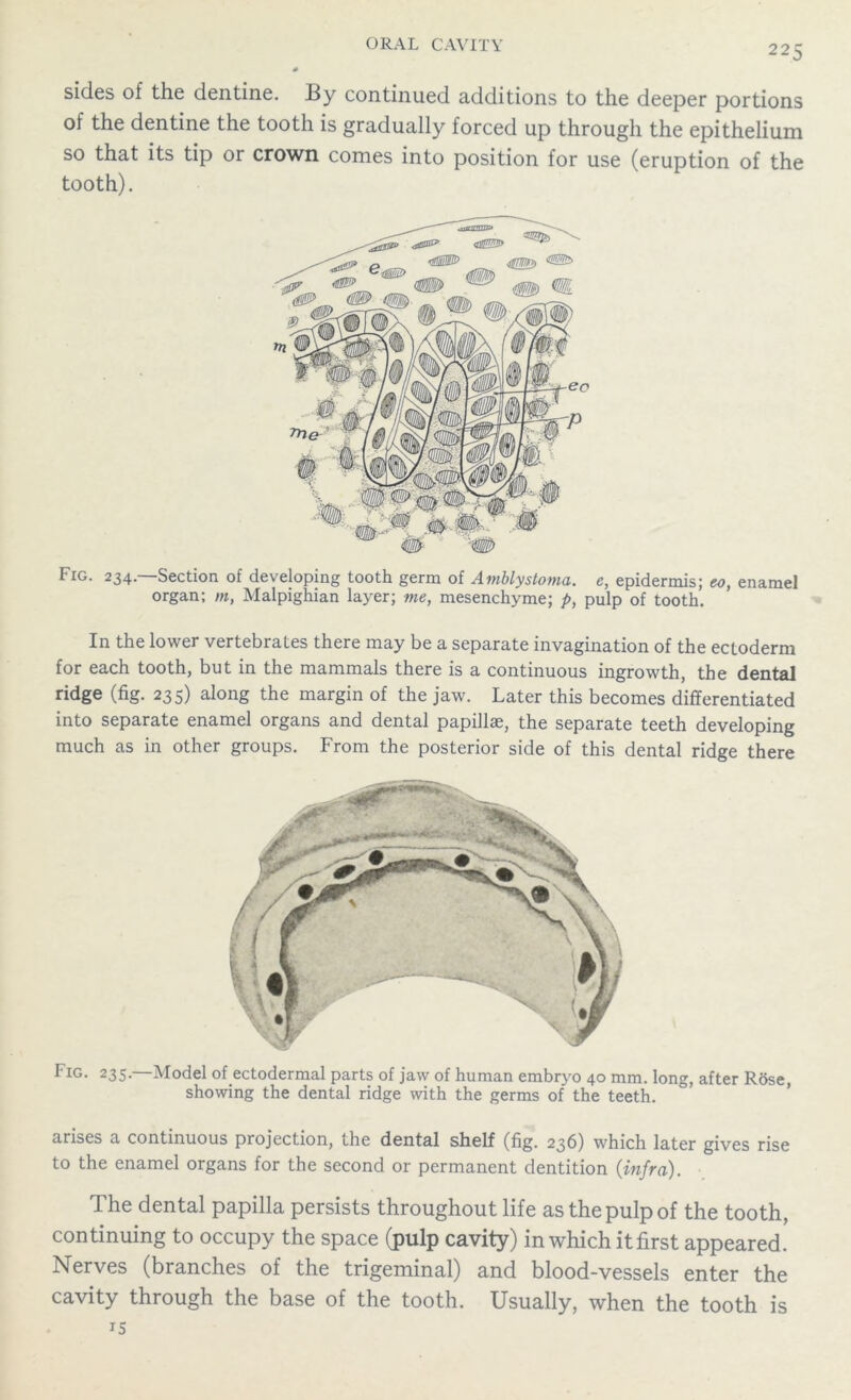 sides of the dentine. By continued additions to the deeper portions of the dentine the tooth is gradually forced up through the epithelium so that its tip or crown comes into position for use (eruption of the tooth). Fig. 234.—Section of developing tooth germ of Amblystoma. e, epidermis; eo, enamel organ; m, Malpighian layer; me, mesenchyme; p, pulp of tooth. In the lower vertebrates there may be a separate invagination of the ectoderm for each tooth, but in the mammals there is a continuous ingrowth, the dental ridge (fig. 235) along the margin of the jaw. Later this becomes differentiated into separate enamel organs and dental papillae, the separate teeth developing much as in other groups. From the posterior side of this dental ridge there Fig. 235. Model of ectodermal parts of jaw of human embryo 40 mm. long, after Rose, showing the dental ridge with the germs of the teeth. arises a continuous projection, the dental shelf (fig. 236) which later gives rise to the enamel organs for the second or permanent dentition {infra). The dental papilla persists throughout life as the pulp of the tooth, continuing to occupy the space (pulp cavity) in which it first appeared. Nerves (branches of the trigeminal) and blood-vessels enter the cavity through the base of the tooth. Usually, when the tooth is 15