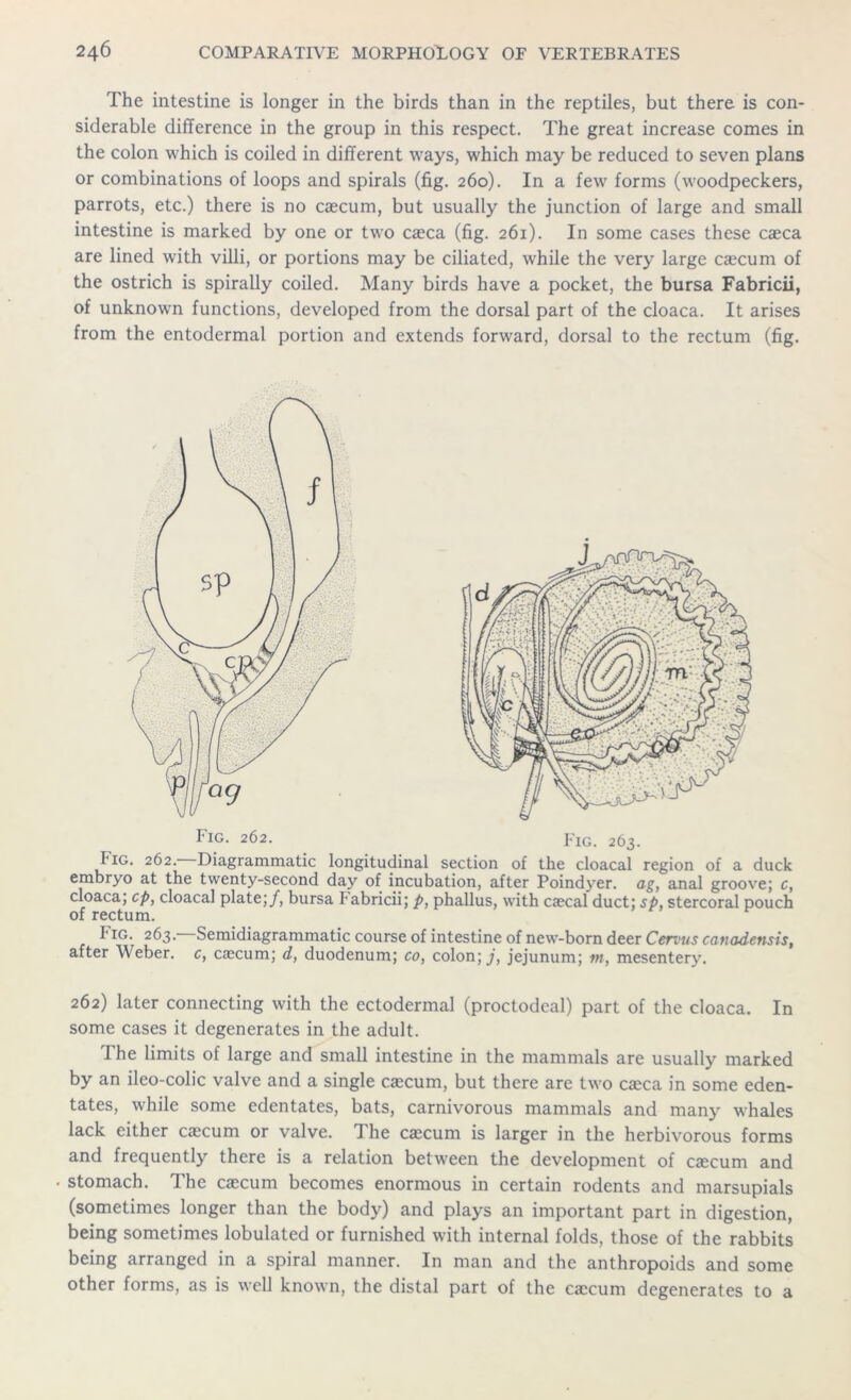 The intestine is longer in the birds than in the reptiles, but there is con- siderable difference in the group in this respect. The great increase comes in the colon which is coiled in different ways, which may be reduced to seven plans or combinations of loops and spirals (fig. 260). In a few forms (woodpeckers, parrots, etc.) there is no caecum, but usually the junction of large and small intestine is marked by one or two caeca (fig. 261). In some cases these caeca are lined with villi, or portions may be ciliated, while the very large caecum of the ostrich is spirally coiled. Many birds have a pocket, the bursa Fabricii, of unknown functions, developed from the dorsal part of the cloaca. It arises from the entodermal portion and extends forward, dorsal to the rectum (fig. Fig. 262. Fig. 263. Fig. 262. Diagrammatic longitudinal section of the cloacal region of a duck embryo at the twenty-second day of incubation, after Poindyer. ag, anal groove; c, cloaca; cp, cloacal plate;/, bursa labricii; p, phallus, with caecal duct; sp, stercoral pouch of rectum. Fig. 263. Semidiagrammatic course of intestine of new-born deer Cervus canadensis, after Weber, c, caecum; d, duodenum; co, colon;./, jejunum; m, mesentery. 262) later connecting with the ectodermal (proctodeal) part of the cloaca. In some cases it degenerates in the adult. The limits of large and small intestine in the mammals are usually marked by an ileo-colic valve and a single caecum, but there are two caeca in some eden- tates, while some edentates, bats, carnivorous mammals and many whales lack either caecum or valve. The caecum is larger in the herbivorous forms and frequently there is a relation between the development of caecum and • stomach. The caecum becomes enormous in certain rodents and marsupials (sometimes longer than the body) and plays an important part in digestion, being sometimes lobulated or furnished with internal folds, those of the rabbits being arranged in a spiral manner. In man and the anthropoids and some other forms, as is well known, the distal part of the caecum degenerates to a