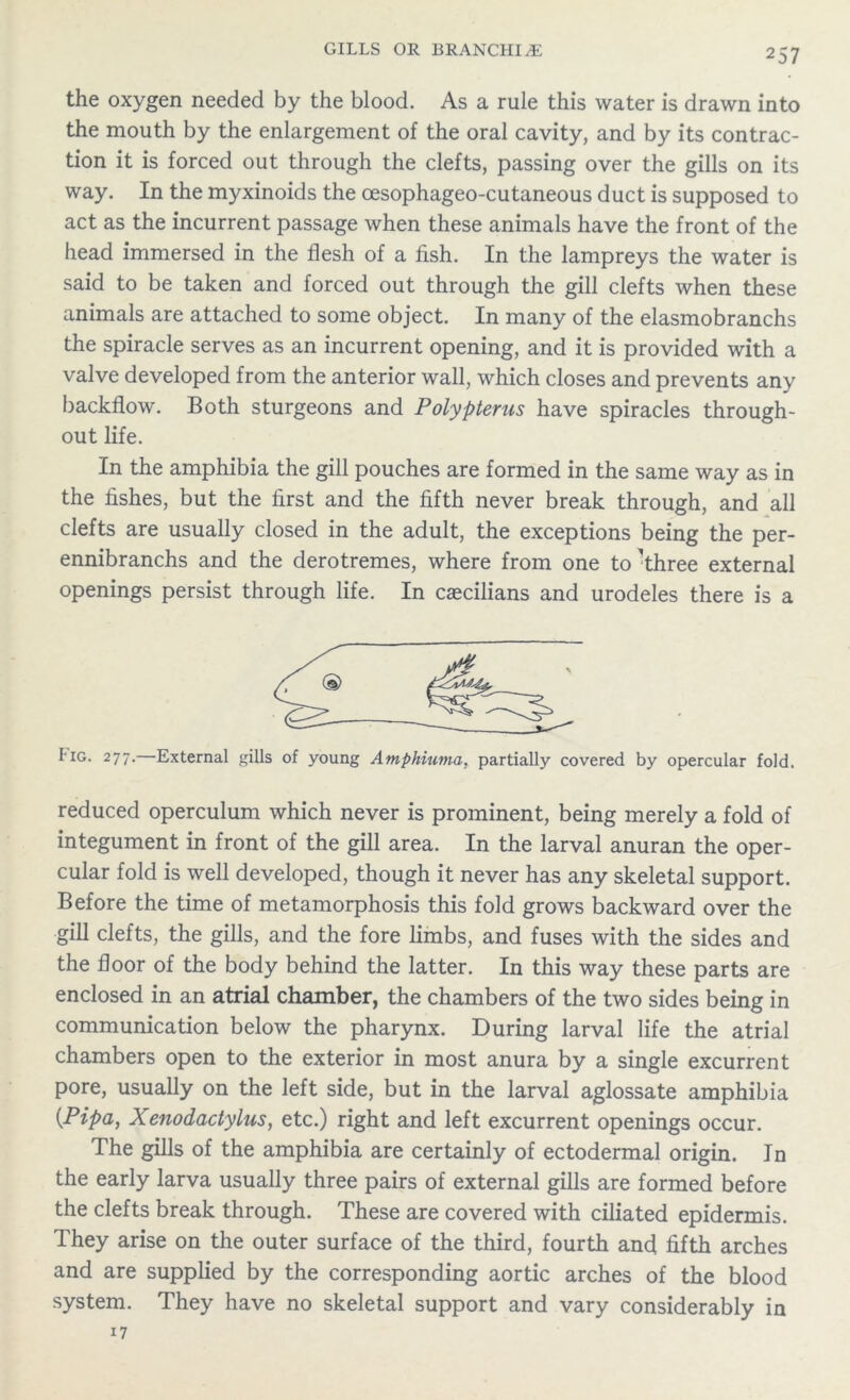 the oxygen needed by the blood. As a rule this water is drawn into the mouth by the enlargement of the oral cavity, and by its contrac- tion it is forced out through the clefts, passing over the gills on its way. In the myxinoids the cesophageo-cutaneous duct is supposed to act as the incurrent passage when these animals have the front of the head immersed in the flesh of a fish. In the lampreys the water is said to be taken and forced out through the gill clefts when these animals are attached to some object. In many of the elasmobranchs the spiracle serves as an incurrent opening, and it is provided with a valve developed from the anterior wall, which closes and prevents any backflow. Both sturgeons and Polypterus have spiracles through- out life. In the amphibia the gill pouches are formed in the same way as in the fishes, but the first and the fifth never break through, and all clefts are usually closed in the adult, the exceptions being the per- ennibranchs and the derotremes, where from one to ''three external openings persist through life. In caecilians and urodeles there is a Fig. 277. External ills of young Amphiuvia, partially covered by opercular fold. reduced operculum which never is prominent, being merely a fold of integument in front of the gill area. In the larval anuran the oper- cular fold is well developed, though it never has any skeletal support. Before the time of metamorphosis this fold grows backward over the gill clefts, the gills, and the fore limbs, and fuses with the sides and the floor of the body behind the latter. In this way these parts are enclosed in an atrial chamber, the chambers of the two sides being in communication below the pharynx. During larval life the atrial chambers open to the exterior in most anura by a single excurrent pore, usually on the left side, but in the larval aglossate amphibia {Pipa, Xenodactylus, etc.) right and left excurrent openings occur. The gills of the amphibia are certainly of ectodermal origin. In the early larva usually three pairs of external gills are formed before the clefts break through. These are covered with ciliated epidermis. They arise on the outer surface of the third, fourth and fifth arches and are supplied by the corresponding aortic arches of the blood system. They have no skeletal support and vary considerably in 17