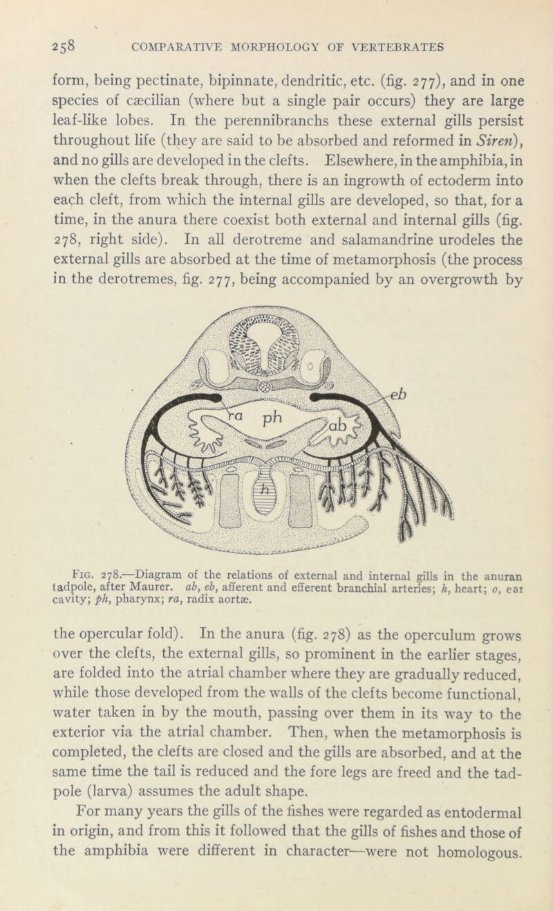 form, being pectinate, bipinnate, dendritic, etc. (fig. 277), and in one species of caecilian (where but a single pair occurs) they are large leaf-like lobes. In the perennibranchs these external gills persist throughout life (they are said to be absorbed and reformed in Siren), and no gills are developed in the clefts. Elsewhere, in the amphibia, in when the clefts break through, there is an ingrowth of ectoderm into each cleft, from which the internal gills are developed, so that, for a time, in the anura there coexist both external and internal gills (fig. 278, right side). In all derotreme and salamandrine urodeles the external gills are absorbed at the time of metamorphosis (the process in the derotremes, fig. 277, being accompanied by an overgrowth by Fig. 278.—Diagram of the relations of external and internal gills in the anuran tadpole, after Maurer, ab, eb, afferent and efferent branchial arteries; h, heart; 0, ear cavity; ph, pharynx; ra, radix aortas. the opercular fold). In the anura (fig. 278) as the operculum grows over the clefts, the external gills, so prominent in the earlier stages, are folded into the atrial chamber where they are gradually reduced, while those developed from the walls of the clefts become functional, water taken in by the mouth, passing over them in its way to the exterior via the atrial chamber. Then, when the metamorphosis is completed, the clefts are closed and the gills are absorbed, and at the same time the tail is reduced and the fore legs are freed and the tad- pole (larva) assumes the adult shape. For many years the gills of the fishes were regarded as entodermal in origin, and from this it followed that the gills of fishes and those of the amphibia were different in character—were not homologous.