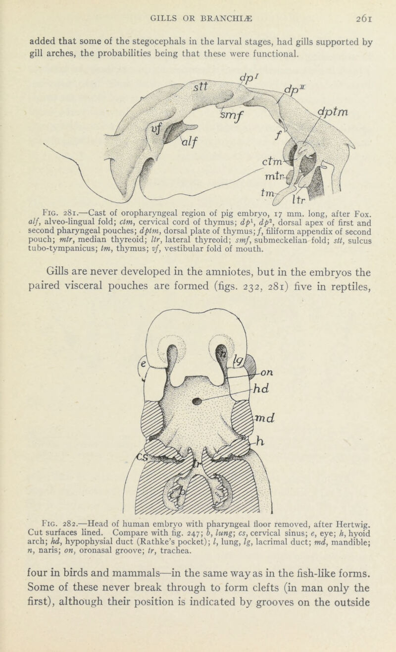 added that some of the stegocephals in the larval stages, had gills supported by gill arches, the probabilities being that these were functional. Fig. 281.—Cast of oropharyngeal region of pig embryo, 17 mm. long, after Fox. alf, alveo-lingual fold; dm, cervical cord of thymus; dp1, dp2, dorsal apex of first and second pharyngeal pouches; dptm, dorsal plate of thymus;/, filiform appendix of second pouch; mtr, median thyreoid; Ur, lateral thyreoid; smf, submeckelian fold; stt, sulcus tubo-tympanicus; tm, thymus; vf, vestibular fold of mouth. Gills are never developed in the amniotes, but in the embryos the paired visceral pouches are formed (figs. 232, 281) five in reptiles, Fig. 282.—Head of human embryo with pharyngeal floor removed, after Hertwig. Cut surfaces lined. Compare with fig. 247; b, lung; cs, cervical sinus; e, eye; h, hyoid arch; hd, hypophysial duct (Rathke’s pocket); l, lung, Ig, lacrimal duct; md, mandible; n, naris; on, oronasal groove; tr, trachea. four in birds and mammals—in the same way as in the fish-like forms. Some of these never break through to form clefts (in man only the first), although their position is indicated by grooves on the outside