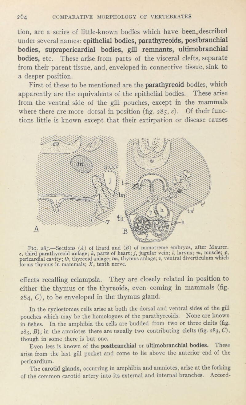 tion, are a series of little-known bodies which have been*described under several names: epithelial bodies, parathyreoids, postbranchial bodies, suprapericardial bodies, gill remnants, ultimobranchial bodies, etc. These arise from parts of the visceral clefts, separate from their parent tissue, and, enveloped in connective tissue, sink to a deeper position. First of these to be mentioned are the parathyreoid bodies, which apparently are the equivalents of the epithelial bodies. These arise from the ventral side of the gill pouches, except in the mammals where there are more dorsal in position (fig. 285, e). Of their func- tions little is known except that their extirpation or disease causes Fig. 285.—Sections (A) of lizard and (£) of monotreme embryos, after Maurer. e, third parathyreoid anlage; h, parts of heart;.;, jugular vein; /, larynx; tn, muscle;_/>, pericardial cavity; th, thyreoid anlage; bn, thymus anlage; v, ventral diverticulum which forms thymus in mammals; X, tenth nerve. effects recalling eclampsia. They are closely related in position to either the thymus or the thyreoids, even coming in mammals (fig. 284, C), to be enveloped in the thymus gland. In the cyclostomes cells arise at both the dorsal and ventral sides of the gill pouches which may be the homologues of the parathyreoids. None are known in fishes. In the amphibia the cells are budded from two or three clefts (fig. 283, B) \ in the amniotes there are usually two contributing clefts (fig. 283, C), though in some there is but one. Even less is known of the postbranchial or ultimobranchial bodies. These arise from the last gill pocket and come to lie above the anterior end of the pericardium. The carotid glands, occurring in amphibia and amniotes, arise at the forking of the common carotid artery into its external and internal branches. Accord-