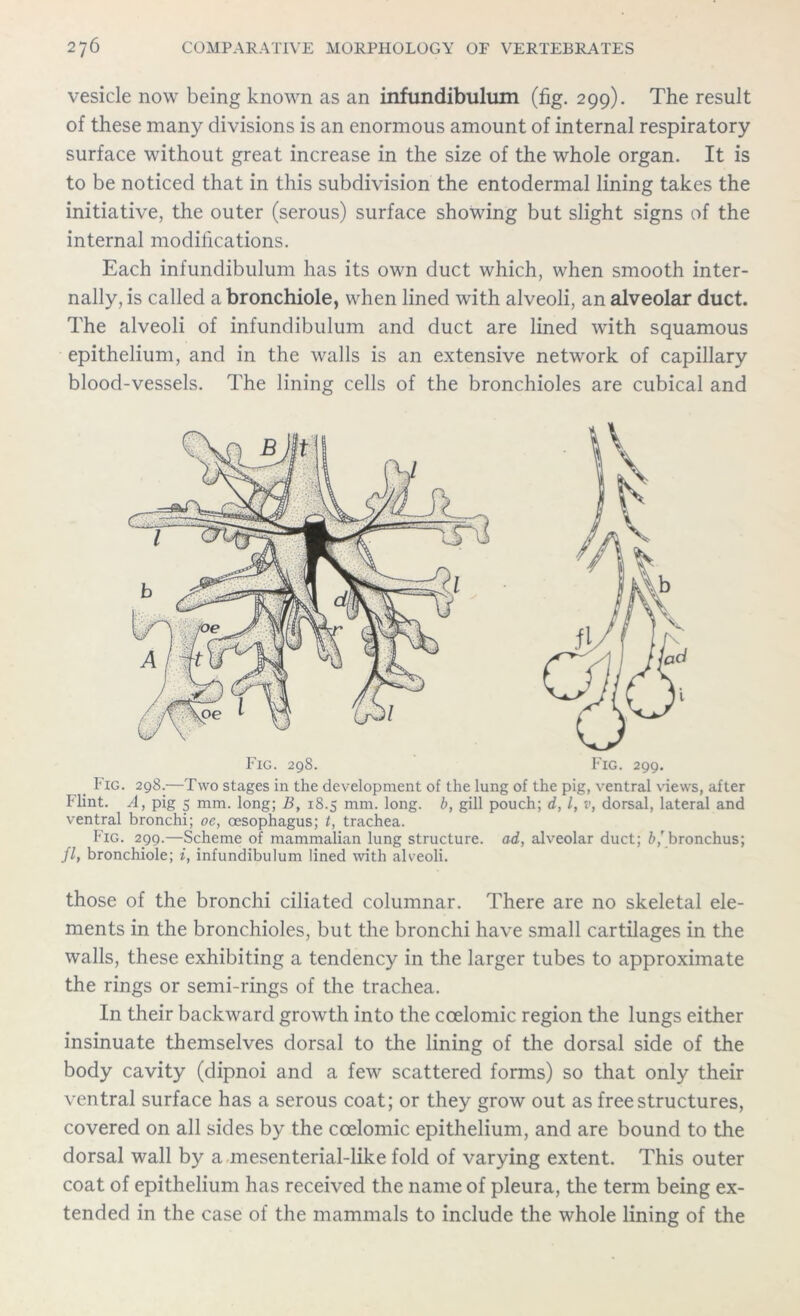 vesicle now being known as an infundibulum (fig. 299). The result of these many divisions is an enormous amount of internal respiratory surface without great increase in the size of the whole organ. It is to be noticed that in this subdivision the entodermal lining takes the initiative, the outer (serous) surface showing but slight signs of the internal modifications. Each infundibulum has its own duct which, when smooth inter- nally, is called a bronchiole, when lined with alveoli, an alveolar duct. The alveoli of infundibulum and duct are lined with squamous epithelium, and in the walls is an extensive network of capillary blood-vessels. The lining cells of the bronchioles are cubical and Fig. 298. Fig. 299. Fig. 298.—Two stages in the development of the lung of the pig, ventral views, after Flint. A, pig 5 mm. long; B, 18.5 mm. long, b, gill pouch; d, l, v, dorsal, lateral and ventral bronchi; oe, oesophagus; t, trachea. Fig. 2qq.—Scheme of mammalian lung structure, ad, alveolar duct; b,’ bronchus; fly bronchiole; i, infundibulum lined with alveoli. those of the bronchi ciliated columnar. There are no skeletal ele- ments in the bronchioles, but the bronchi have small cartilages in the walls, these exhibiting a tendency in the larger tubes to approximate the rings or semi-rings of the trachea. In their backward growth into the ccelomic region the lungs either insinuate themselves dorsal to the lining of the dorsal side of the body cavity (dipnoi and a few scattered forms) so that only their ventral surface has a serous coat; or they grow out as free structures, covered on all sides by the ccelomic epithelium, and are bound to the dorsal wall by a mesenterial-like fold of varying extent. This outer coat of epithelium has received the name of pleura, the term being ex- tended in the case of the mammals to include the whole lining of the