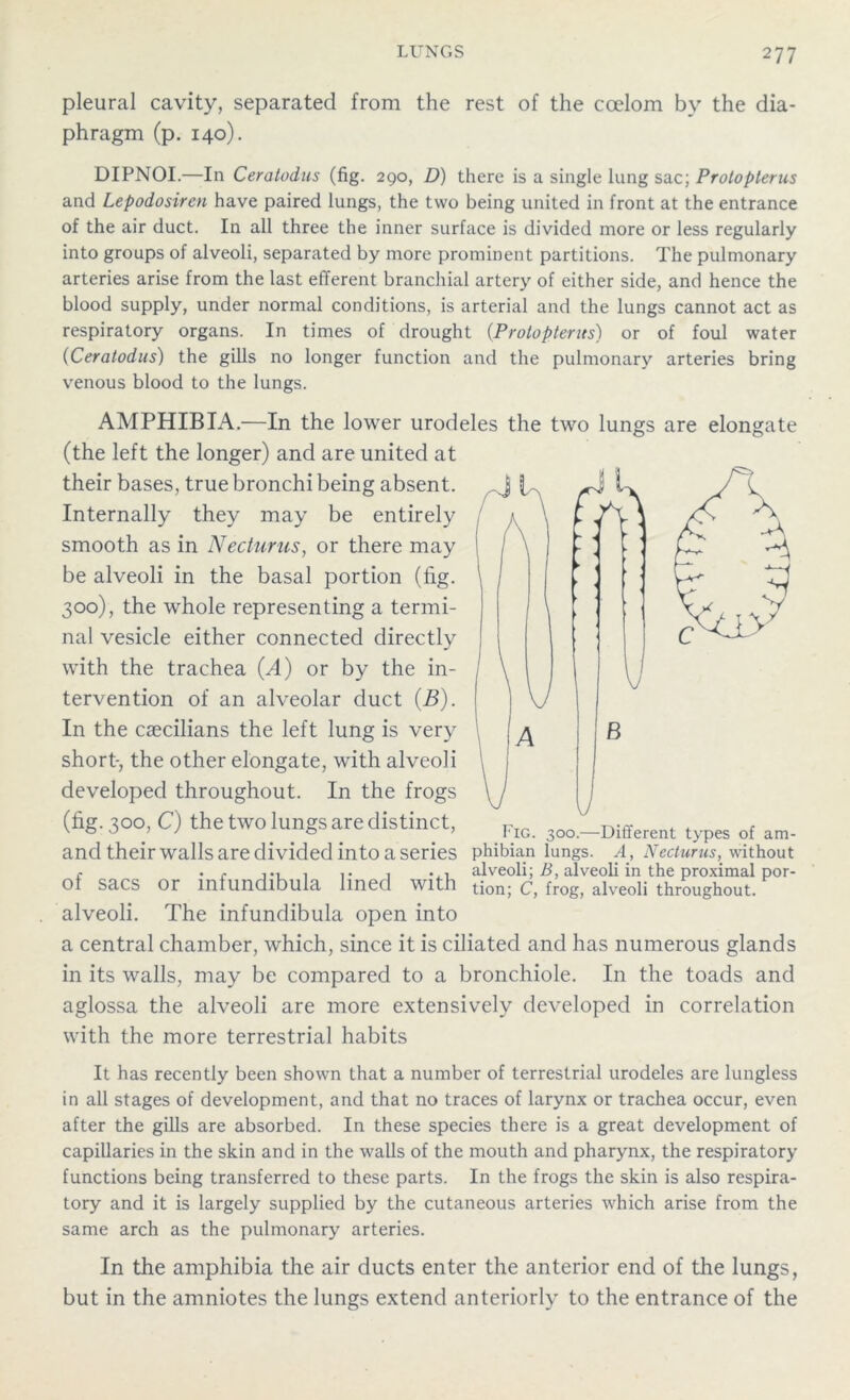 pleural cavity, separated from the rest of the coelom by the dia- phragm (p. 140). DIPNOI.—In Ceratodus (fig. 290, D) there is a single lung sac; Protopterus and Lepodosiren have paired lungs, the two being united in front at the entrance of the air duct. In all three the inner surface is divided more or less regularly into groups of alveoli, separated by more prominent partitions. The pulmonary arteries arise from the last efferent branchial artery of either side, and hence the blood supply, under normal conditions, is arterial and the lungs cannot act as respiratory organs. In times of drought (Protopterus) or of foul water (Ceratodus) the gills no longer function and the pulmonary arteries bring venous blood to the lungs. AMPHIBIA.—In the lower urodeles the two lungs are elongate (the left the longer) and are united at their bases, true bronchi being absent. Internally they may be entirely smooth as in Necturus, or there may be alveoli in the basal portion (fig. 300), the whole representing a termi- nal vesicle either connected directly with the trachea (A) or by the in- tervention of an alveolar duct (B). In the caecilians the left lung is very short-, the other elongate, with alveoli developed throughout. In the frogs (fig. 300, C) the two lungs are distinct, and their walls are divided into a series of sacs or infundibula lined with alveoli. The infundibula open into a central chamber, which, since it is ciliated and has numerous glands in its walls, may be compared to a bronchiole. In the toads and aglossa the alveoli are more extensively developed in correlation with the more terrestrial habits It has recently been shown that a number of terrestrial urodeles are lungless in all stages of development, and that no traces of larynx or trachea occur, even after the gills are absorbed. In these species there is a great development of capillaries in the skin and in the walls of the mouth and pharynx, the respiratory functions being transferred to these parts. In the frogs the skin is also respira- tory and it is largely supplied by the cutaneous arteries which arise from the same arch as the pulmonary arteries. In the amphibia the air ducts enter the anterior end of the lungs, but in the amniotes the lungs extend anteriorly to the entrance of the alveoli; B, alveoli in the proximal por- tion; C, frog, alveoli throughout.