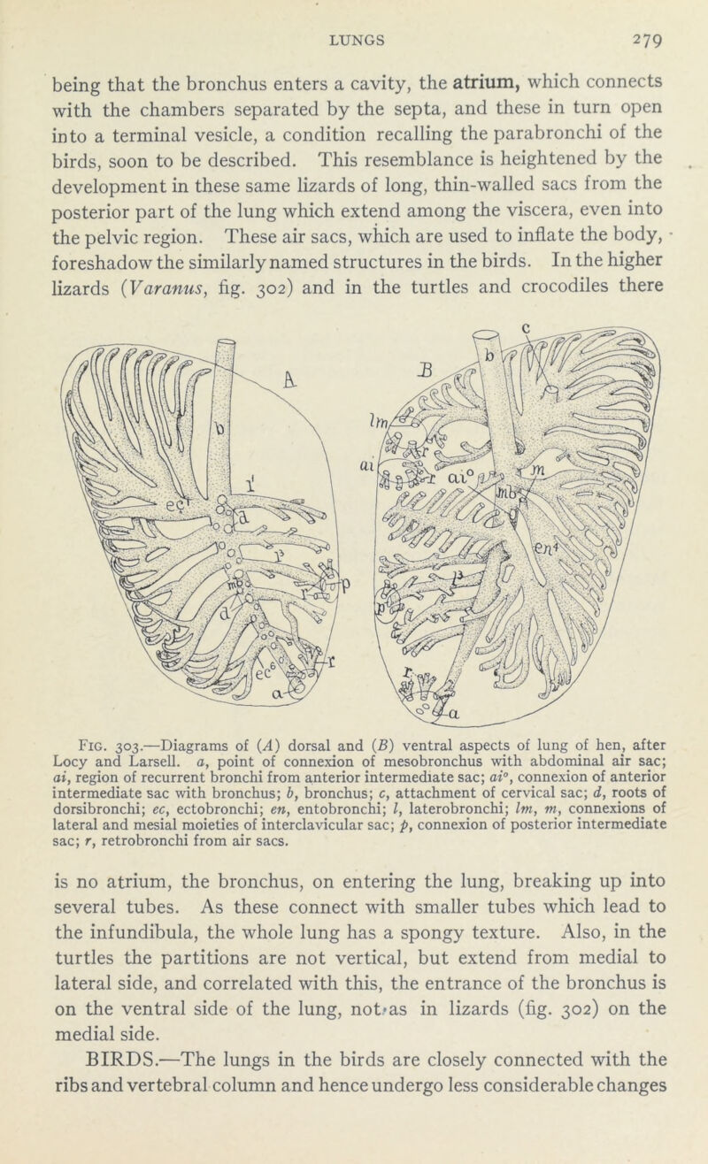 being that the bronchus enters a cavity, the atrium, which connects with the chambers separated by the septa, and these in turn open into a terminal vesicle, a condition recalling the parabronchi of the birds, soon to be described. This resemblance is heightened by the development in these same lizards of long, thin-walled sacs from the posterior part of the lung which extend among the viscera, even into the pelvic region. These air sacs, which are used to inflate the body, • foreshadow the similarly named structures in the birds. In the higher lizards ('Varanus, fig. 302) and in the turtles and crocodiles there Fig. 303.—Diagrams of (A) dorsal and (B) ventral aspects of lung of hen, after Locy and Larsell. a, point of connexion of mesobronchus with abdominal air sac; at, region of recurrent bronchi from anterior intermediate sac; ai°, connexion of anterior intermediate sac with bronchus; b, bronchus; c, attachment of cervical sac; d, roots of dorsibronchi; ec, ectobronchi; en, entobronchi; l, laterobronchi; Im, m, connexions of lateral and mesial moieties of interclavicular sac; p, connexion of posterior intermediate sac; r, retrobronchi from air sacs. is no atrium, the bronchus, on entering the lung, breaking up into several tubes. As these connect with smaller tubes which lead to the infundibula, the whole lung has a spongy texture. Also, in the turtles the partitions are not vertical, but extend from medial to lateral side, and correlated with this, the entrance of the bronchus is on the ventral side of the lung, not.*as in lizards (fig. 302) on the medial side. BIRDS.—The lungs in the birds are closely connected with the ribs and vertebral column and hence undergo less considerable changes