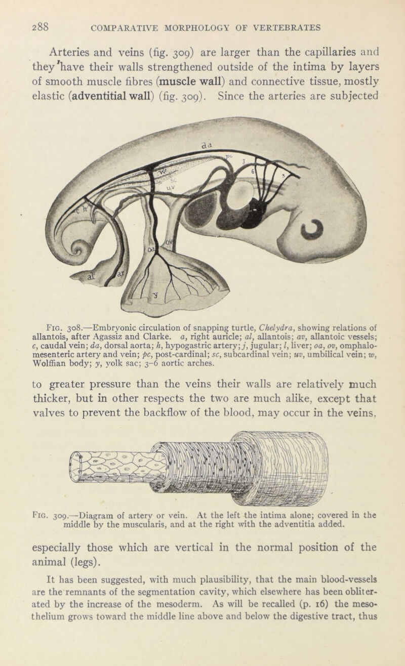 Arteries and veins (fig. 309) are larger than the capillaries and they'have their walls strengthened outside of the intima by layers of smooth muscle fibres (muscle wall) and connective tissue, mostly elastic (adventitial wall) (fig. 309). Since the arteries are subjected Fig. 308.—Embryonic circulation of snapping turtle, Chelydra, showing relations of allantois, after Agassiz and Clarke, a, right auricle; al, allantois; av, allantoic vessels; c, caudal vein; da, dorsal aorta; h, hypogastric artery;,/, jugular; l, liver; oa, ov, omphalo- mesenteric artery and vein; pc, post-cardinal; sc, subcardinal vein; uv, umbilical vein; w, Wolffian body; y, yolk sac; 3-6 aortic arches. to greater pressure than the veins their walls are relatively much thicker, but in other respects the two are much alike, except that valves to prevent the backflow of the blood, may occur in the veins. Fig. 309.—Diagram of artery or vein. At the left the intima alone; covered in the middle by the muscularis, and at the right with the adventitia added. especially those which are vertical in the normal position of the animal (legs). It has been suggested, with much plausibility, that the main blood-vessels are the remnants of the segmentation cavity, which elsewhere has been obliter- ated by the increase of the mesoderm. As will be recalled (p. 16) the meso- thelium grows toward the middle line above and below the digestive tract, thus