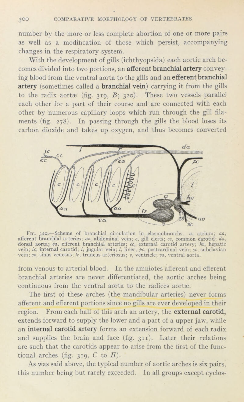 number by the more or less complete abortion of one or more pairs as well as a modification of those which persist, accompanying changes in the respiratory system. With the development of gills (ichthyopsida) each aortic arch be- comes divided into two portions, an afferent branchial artery convey- ing blood from the ventral aorta to the gills and an efferent branchial artery (sometimes called a branchial vein) carrying it from the gills to the radix aortse (lig. 319, B\ 320). These two vessels parallel each other for a part of their course and are connected with each other by numerous capillary loops which run through the gill fila- ments (lig. 278). In passing through the gills the blood loses its carbon dioxide and takes up oxygen, and thus becomes converted Fig. 320.—Scheme of branchial circulation in elasmobranchs. a, atrium; aa, afferent branchial arteries; av, abdominal vein; c, gill clefts; cc, common carotid; da, dorsal aorta; ea, efferent branchial arteries; cc, external carotid artery; hv, hepatic vein; ic, internal carotid; i, jugular vein; l, liver; pc, postcardinal vein; sc, subclavian vein; sv, sinus venosus; tr, truncus arteriosus; v, ventricle; va, ventral aorta. from venous to arterial blood. In the amniotes afferent and efferent branchial arteries are never differentiated, the aortic arches being continuous from the ventral aorta to the radices aortae. The first of these arches (the mandibular arteries) never forms afferent and efferent portions since no gills are ever developed in their region. From each half of this arch an artery, the external carotid, extends forward to supply the lower and a part of a upper jaw, while an internal carotid artery forms an extension forward of each radix and supplies the brain and face (fig. 311). Later their relations are such that the carotids appear to arise from the first of the func- tional arches (fig. 319, C to H). As was said above, the typical number of aortic arches is six pairs, this number being but rarely exceeded. In all groups except cyclos-