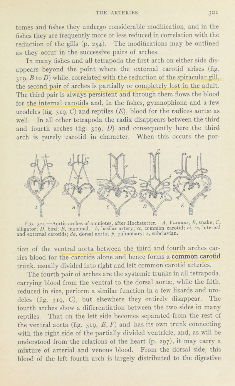 tomes and fishes they undergo considerable modification, and in the fishes they are frequently more or less reduced in correlation with the reduction of the gills (p. 254). The modifications may be outlined as they occur in the successive pairs of arches. In many lishes and all tetrapoda the first arch on either side dis- appears beyond the point where the external carotid arises (fig. 319, B to D) while, correlated with the reduction of the spiracular gill, the second pair of arches is partially or completely lost in the adult. The third pair is always persistent and through them flows the blood for the internal carotids and, in the fishes, gymnophiona and a few urodeles (fig. 319, C) and reptiles (E), blood for the radices aortae as well. In all other tetrapoda the radix disappears between the third and fourth arches (fig. 319, D) and consequently here the third arch is purely carotid in character. When this occurs the por- Fig. 321.—Aortic arches of amniotes, after Hochstetter. A, \ aranus; B, snake; C, alligator; D, bird; E, mammal, b, basilar artery; cc, common carotid; ei, ce, internal and external carotids; da, dorsal aorta; p, pulmonary; s, subclavian. tion of the ventral aorta between the third and fourth arches car- ries blood for the carotids alone and hence forms a common carotid trunk, usually divided into right and left common carotid arteries. The fourth pair of arches are the systemic trunks in all tetrapoda, carrying blood from the ventral to the dorsal aortae, while the fifth, reduced in size, perform a similar function in a few lizards and uro- deles (fig. 319, C), but elsewhere they entirely disappear. The fourth arches show a differentiation between the two sides in many reptiles. That on the left side becomes separated from the rest of the ventral aorta (fig. 319, E, F) and has its own trunk connecting with the right side of the partially divided ventricle, and, as will be understood from the relations of the heart (p. 297), it may carry a mixture of arterial and venous blood. From the dorsal side, this blood of the left fourth arch is largely distributed to the digestive