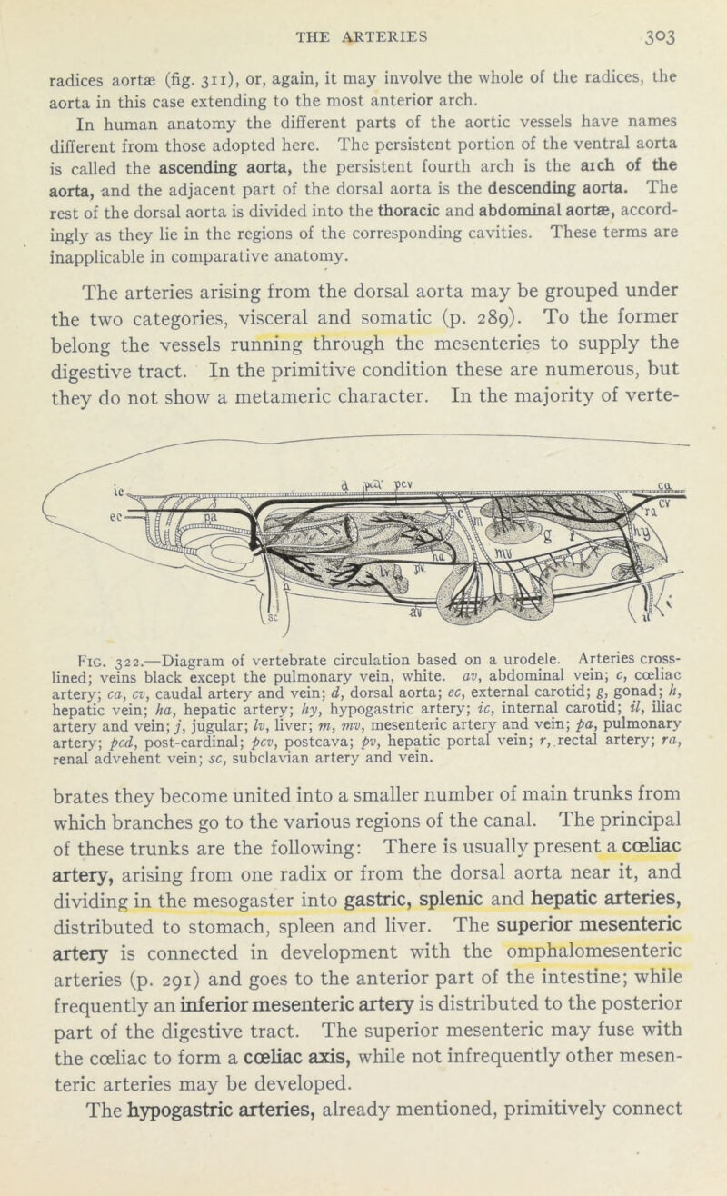 radices aortae (fig. 311), or, again, it may involve the whole of the radices, the aorta in this case extending to the most anterior arch. In human anatomy the different parts of the aortic vessels have names different from those adopted here. The persistent portion of the ventral aorta is called the ascending aorta, the persistent fourth arch is the aich of the aorta, and the adjacent part of the dorsal aorta is the descending aorta. The rest of the dorsal aorta is divided into the thoracic and abdominal aortae, accord- ingly as they lie in the regions of the corresponding cavities. These terms are inapplicable in comparative anatomy. The arteries arising from the dorsal aorta may be grouped under the two categories, visceral and somatic (p. 289). To the former belong the vessels running through the mesenteries to supply the digestive tract. In the primitive condition these are numerous, but they do not show a metameric character. In the majority of verte- Fig. 322.—Diagram of vertebrate circulation based on a urodele. Arteries cross- lined; veins black except the pulmonary vein, white, av, abdominal vein; c, cceliac artery; ca, cv, caudal artery and vein; d, dorsal aorta; ec, external carotid; g, gonad; /?, hepatic vein; ha, hepatic artery; hy, hypogastric artery; ic, internal carotid; il, iliac artery and vein;./', jugular; Iv, liver; m, mv, mesenteric artery and vein; pa, pulmonary artery; pcd, post-cardinal; pcv, postcava; pv, hepatic portal vein; r,.rectal artery; ra, renal advehent vein; sc, subclavian artery and vein. brates they become united into a smaller number of main trunks from which branches go to the various regions of the canal. The principal of these trunks are the following: There is usually present a cceliac artery, arising from one radix or from the dorsal aorta near it, and dividing in the mesogaster into gastric, splenic and hepatic arteries, distributed to stomach, spleen and liver. The superior mesenteric artery is connected in development with the omphalomesenteric arteries (p. 291) and goes to the anterior part of the intestine; while frequently an inferior mesenteric artery is distributed to the posterior part of the digestive tract. The superior mesenteric may fuse with the cceliac to form a cceliac axis, while not infrequently other mesen- teric arteries may be developed. The hypogastric arteries, already mentioned, primitively connect