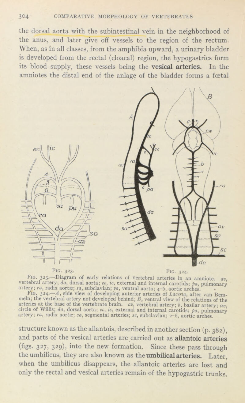 the dorsal aorta with the subintestinal vein in the neighborhood of the anus, and later give off vessels to the region of the rectum. When, as in all classes, from the amphibia upward, a urinary bladder is developed from the rectal (cloacal) region, the hypogastrics form its blood supply, these vessels being the vesical arteries. In the amniotes the distal end of the anlage of the bladder forms a foetal 1'iG. 323. Fig. 324. Fig. 323.—Diagram of early relations of vertebral arteries in an amniote. av, vertebral artery; da, dorsal aorta; ec, ic, external and internal carotids; pa, pulmonary artery; ra, radix aortas; sa, subclavian; va, ventral aorta; 4-6, aortic arches. Fig. 324.—A, side view of developing anterior arteries of Lacerla, after van Bem- meln; the vertebral artery not developed behind; B, ventral view of the relations of the arteries at the base of the vertebrate brain, av, vertebral artery; b, basilar artery; cw circle of Willis; da, dorsal aorta; ec, ic, external and internal carotids; pa, pulmonary artery; ra, radix aortas; sa, segmental arteries; sc, subclavian; 2-6, aortic arches. structure known as the allantois, described in another section (p. 382), and parts of the vesical arteries are carried out as allantoic arteries (figs. 327, 329), into the new formation. Since these pass through the umbilicus, they are also known as the umbilical arteries. Later, when the umbilicus disappears, the allantoic arteries are lost and only the rectal and vesical arteries remain of the hypogastric trunks.
