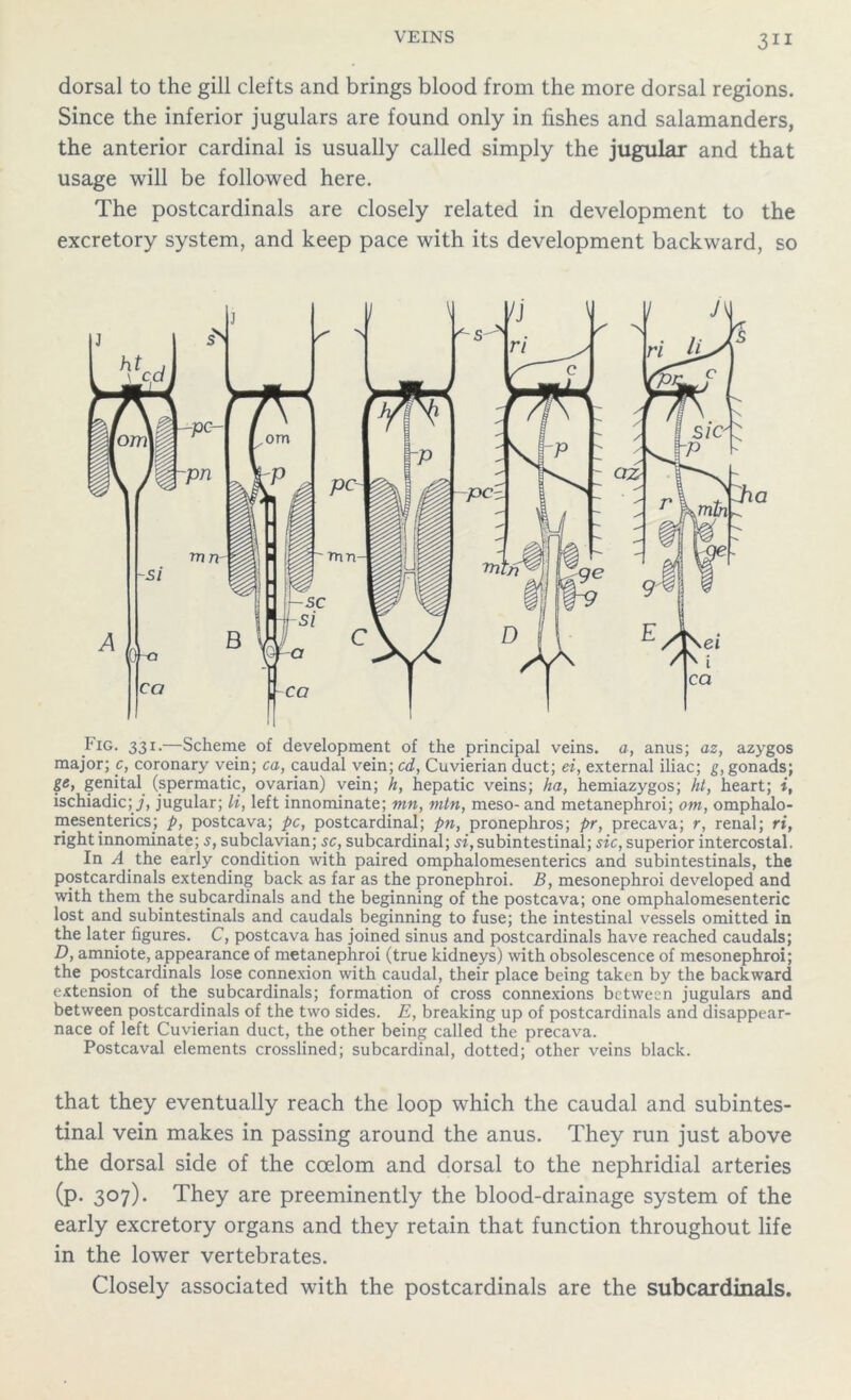 dorsal to the gill clefts and brings blood from the more dorsal regions. Since the inferior jugulars are found only in fishes and salamanders, the anterior cardinal is usually called simply the jugular and that usage will be followed here. The postcardinals are closely related in development to the excretory system, and keep pace with its development backward, so Fig. 331.—Scheme of development of the principal veins, a, anus; az, azygos major; c, coronary vein; ca, caudal vein; cd, Cuvierian duct; ei, external iliac; g, gonads; ge, genital (spermatic, ovarian) vein; h, hepatic veins; ha, hemiazygos; hi, heart; i, ischiadic; jugular; li, left innominate; mn, mtn, meso- and metanephroi; om, omphalo- mesenterics; p, postcava; pc, postcardinal; pn, pronephros; pr, precava; r, renal; ri, right innominate; s, subclavian; sc, subcardinal; «,subintestinal; sic, superior intercostal. In A _ the early condition with paired omphalomesenterics and subintestinals, the postcardinals extending back as far as the pronephroi. B, mesonephroi developed and with them the subcardinals and the beginning of the postcava; one omphalomesenteric lost and subintestinals and caudals beginning to fuse; the intestinal vessels omitted in the later figures. C, postcava has joined sinus and postcardinals have reached caudals; D, amniote, appearance of metanephroi (true kidneys) with obsolescence of mesonephroi; the postcardinals lose connexion with caudal, their place being taken by the backward extension of the subcardinals; formation of cross connexions between jugulars and between postcardinals of the two sides. E, breaking up of postcardinals and disappear- nace of left Cuvierian duct, the other being called the precava. Postcaval elements crosslined; subcardinal, dotted; other veins black. that they eventually reach the loop which the caudal and subintes- tinal vein makes in passing around the anus. They run just above the dorsal side of the coelom and dorsal to the nephridial arteries (P- 3°7)- They are preeminently the blood-drainage system of the early excretory organs and they retain that function throughout life in the lower vertebrates. Closely associated with the postcardinals are the subcardinals.