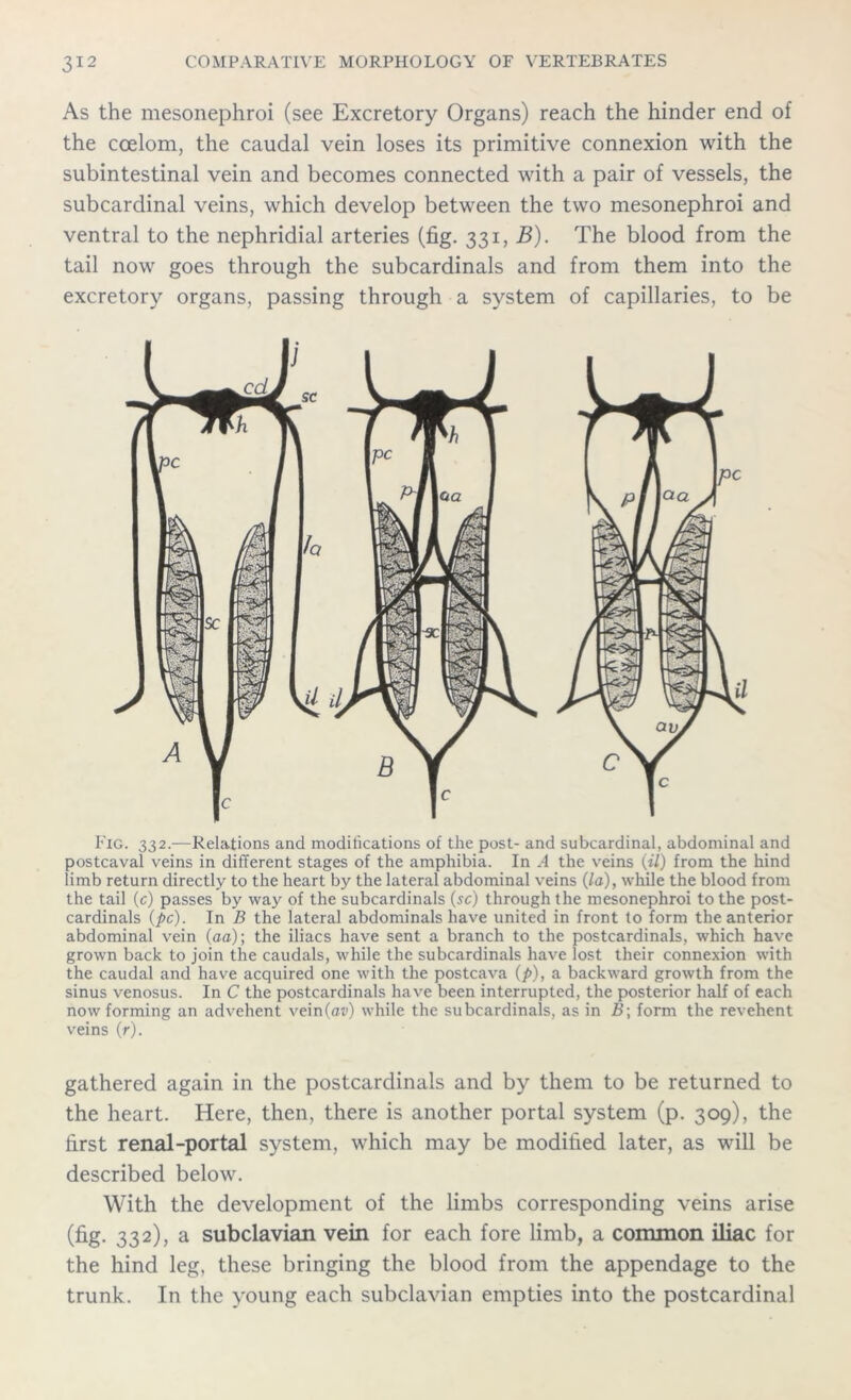 As the mesonephroi (see Excretory Organs) reach the hinder end of the coelom, the caudal vein loses its primitive connexion with the subintestinal vein and becomes connected with a pair of vessels, the subcardinal veins, which develop between the two mesonephroi and ventral to the nephridial arteries (fig. 331, B). The blood from the tail now goes through the subcardinals and from them into the excretory organs, passing through a system of capillaries, to be Fig. 332.—Relations and modifications of the post- and subcardinal, abdominal and postcaval veins in different stages of the amphibia. In A the veins (il) from the hind limb return directly to the heart by the lateral abdominal veins (la), while the blood from the tail (c) passes by way of the subcardinals (sc) through the mesonephroi to the post- cardinals (pc). In B the lateral abdominals have united in front to form the anterior abdominal vein (aa); the iliacs have sent a branch to the postcardinals, which have grown back to join the caudals, while the subcardinals have lost their connexion with the caudal and have acquired one with the postcava (p), a backward growth from the sinus venosus. In C the postcardinals have been interrupted, the posterior half of each now forming an advehent vein(av) while the subcardinals, as in B\ form the revehent veins (r). gathered again in the postcardinals and by them to be returned to the heart. Here, then, there is another portal system (p. 309), the first renal-portal system, which may be modified later, as will be described below. With the development of the limbs corresponding veins arise (fig. 332), a subclavian vein for each fore limb, a common iliac for the hind leg, these bringing the blood from the appendage to the trunk. In the young each subclavian empties into the postcardinal