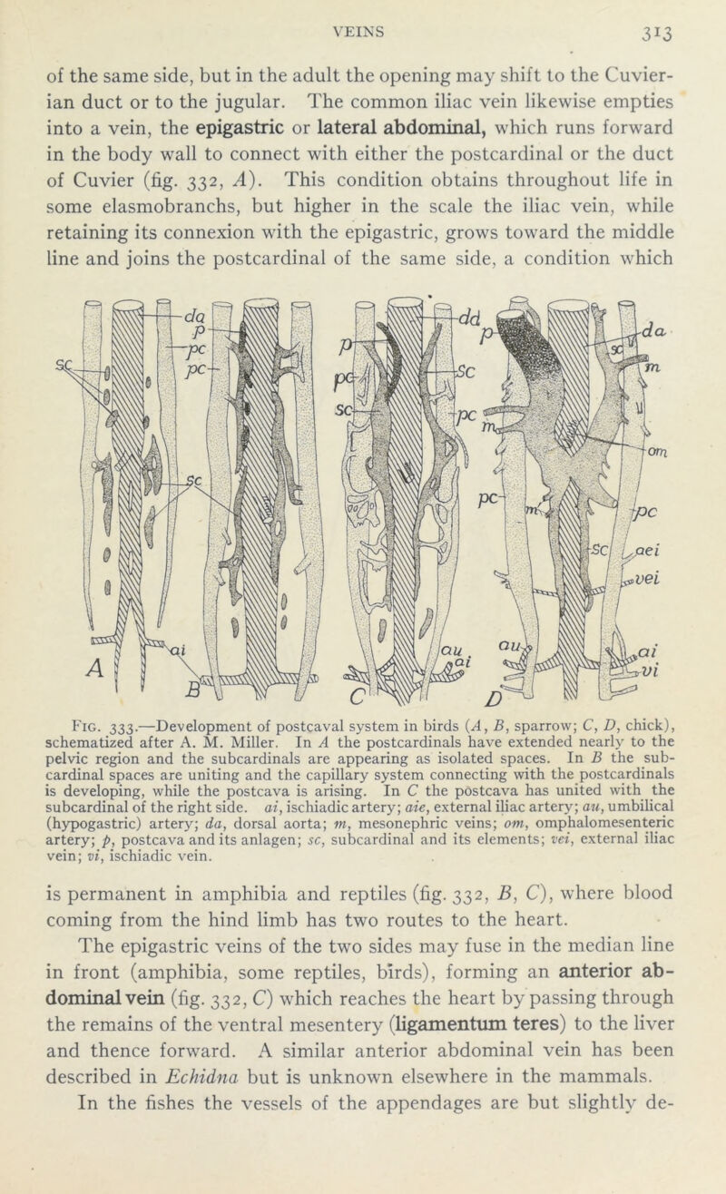 of the same side, but in the adult the opening may shift to the Cuvier- ian duct or to the jugular. The common iliac vein likewise empties into a vein, the epigastric or lateral abdominal, which runs forward in the body wall to connect with either the postcardinal or the duct of Cuvier (fig. 332, A). This condition obtains throughout life in some elasmobranchs, but higher in the scale the iliac vein, while retaining its connexion with the epigastric, grows toward the middle line and joins the postcardinal of the same side, a condition which Fig. 333.—Development of postcaval system in birds (A, B, sparrow; C, D, chick), schematized after A. M. Miller. In A the postcardinals have extended nearly to the pelvic region and the subcardinals are appearing as isolated spaces. In B the sub- cardinal spaces are uniting and the capillary system connecting with the postcardinals is developing, while the postcava is arising. In C the postcava has united with the subcardinal of the right side, ai, ischiadic artery; aie, external iliac artery; au, umbilical (hypogastric) artery; da, dorsal aorta; m, mesonephric veins; om, omphalomesenteric artery; p, postcava and its anlagen; sc, subcardinal and its elements; vet, external iliac vein; vi, ischiadic vein. is permanent in amphibia and reptiles (fig. 332, B, C), where blood coming from the hind limb has two routes to the heart. The epigastric veins of the two sides may fuse in the median line in front (amphibia, some reptiles, birds), forming an anterior ab- dominal vein (fig. 332, C) which reaches the heart by passing through the remains of the ventral mesentery (ligamentum teres) to the liver and thence forward. A similar anterior abdominal vein has been described in Echidna but is unknown elsewhere in the mammals. In the fishes the vessels of the appendages are but slightly de-
