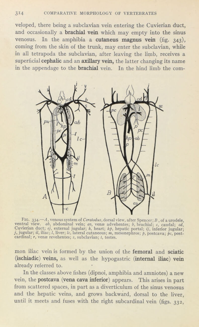 veloped, there being a subclavian vein entering the Cuvierian duct, and occasionally a brachial vein which may empty into the sinus venosus. In the amphibia a cutaneus magnus vein (fig. 343), coming from the skin of the trunk, may enter the subclavian, while in all tetrapoda the subclavian, after leaving the limb, receives a superficial cephalic and an axillary vein, the latter changing its name in the appendage to the brachial vein. In the hind limb the com- Fig. 334.—A, venous system of Ccratodus, dorsal view, after Spencer; B, of a urodele, ventral view, ab, abdominal vein; av, vena; advehentes; b, brachial; c, caudal; cd, Cuvierian duct; ej, external jugular; h, heart; lip, hepatic portal; ij, inferior jugular; h jugular; il, iliac; /, liver; Ic, lateral cutaneous; m, mesonephros; p, postcava; pc, post- cardinal; r, venae revehentes; s, subclavian; t, testes. mon iliac vein is formed by the union of the femoral and sciatic (ischiadic) veins, as well as the hypogastric (internal iliac) vein already referred to. In the classes above fishes (dipnoi, amphibia and amniotes) a new vein, the postcava (vena cava inferior) appears. This arises in part from scattered spaces, in part as a diverticulum of the sinus venosus and the hepatic veins, and grows backward, dorsal to the liver, until it meets and fuses with the right subcardinal vein (figs. 332,
