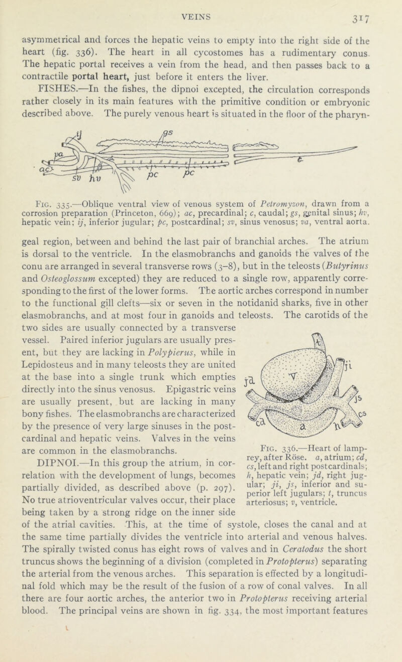 asymmetrical and forces the hepatic veins to empty into the right side of the heart (fig. 336). The heart in all cycostomes has a rudimentary conus The hepatic portal receives a vein from the head, and then passes back to a contractile portal heart, just before it enters the liver. FISHES.—In the fishes, the dipnoi excepted, the circulation corresponds rather closely in its main features with the primitive condition or embryonic described above. The purely venous heart is situated in the floor of the pharyn- Fig. 335.—Oblique ventral view of venous system of Petromyzon, drawn from a corrosion preparation (Princeton, 669); ac, precardinal; c, caudal; gs, gpnital sinus; hv, hepatic vein; ij, inferior jugular; pc, postcardinal; sv, sinus venosus; va, ventral aorta. geal region, between and behind the last pair of branchial arches. The atrium is dorsal to the ventricle. In the elasmobranchs and ganoids the valves of the conu are arranged in several transverse rows (3-8), but in the teleosts (Butyrinus and Osteoglossum excepted) they are reduced to a single row, apparently corre- sponding to the first of the lower forms. The aortic arches correspond in number to the functional gill clefts—six or seven in the notidanid sharks, five in other elasmobranchs, and at most four in ganoids and teleosts. The carotids of the two sides are usually connected by a transverse vessel. Paired inferior jugulars are usually pres- ent, but they are lacking in Polypierus, while in Lepidosteus and in many teleosts they are united at the base into a single trunk which empties directly into the sinus venosus. Epigastric veins are usually present, but are lacking in many bony fishes. The elasmobranchs are characterized by the presence of very large sinuses in the post- cardinal and hepatic veins. Valves in the veins are common in the elasmobranchs. DIPNOI.—In this group the atrium, in cor- relation with the development of lungs, becomes partially divided, as described above (p. 297). No true atrioventricular valves occur, their place being taken by a strong ridge on the inner side of the atrial cavities. This, at the time of systole, closes the canal and at the same time partially divides the ventricle into arterial and venous halves. The spirally twisted conus has eight rows of valves and in Ceratodus the short truncus shows the beginning of a division (completed in Protopterus) separating the arterial from the venous arches. This separation is effected by a longitudi- nal fold which may be the result of the fusion of a row of conal valves. In all there are four aortic arches, the anterior two in Protopterus receiving arterial blood. The principal veins are shown in fig. 334, the most important features Fig. 336.—Heart of lamp- rey, after Rose. a, atrium; cd, cs, left and right postcardinals; //, hepatic vein; jd, right jug- ular; ji, js, inferior and su- perior left jugulars; t, truncus arteriosus; v, ventricle.