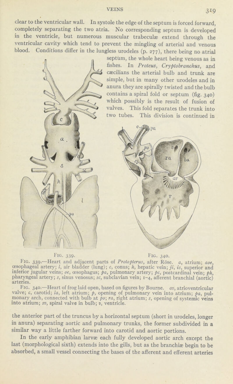 clear to the ventricular wall. In systole the edge of the septum is forced forward, completely separating the two atria. No corresponding septum is developed in the ventricle, but numerous muscular trabeculae extend through the ventricular cavity which tend to prevent the mingling of arterial and venous blood. Conditions differ in the lungless urodeles (p. 277), there being no atrial septum, the whole heart being venous as in fishes. In Proteus, Cryptobranchus, and caecilians the arterial bulb and trunk are simple, but in many other urodeles and in anura they are spirally twisted and the bulb contains a spiral fold or septum (fig. 340) which possibly is the result of fusion of valves. This fold separates the trunk into two tubes. This division is continued in Fig. 339. Fig. 340. Fig. 339.—Fleart and adjacent parts of Protopterus, after R5se. a, atrium; aoe, oesophageal artery; /, air bladder (lung); c, conus; h, hepatic vein; ji, is, superior and inferior jugular veins; oe, oesophagus; pa, pulmonary artery; pc, postcardinal vein; ph, pharyngeal artery; s, sinus venosus; sc, subclavian vein; 1-4, afferent branchial (aortic) arteries. Fig. 340—Heart of frog laid open, based on figures by Bourne, av, atrioventricular valve; c, carotid; la, left atrium; p, opening of pulmonary vein into atrium; pa, pul- pionary.arch, connected with bulb at po\ ra, right atrium; s, opening of systemic veins into atrium; sv, spiral valve in bulb; v, ventricle. the anterior part of the truncus by a horizontal septum (short in urodeles, longer in anura) separating aortic and pulmonary trunks, the former subdivided in a similar way a little farther forward into carotid and aortic portions. In the early amphibian larvae each fully developed aortic arch except the last (morphological sixth) extends into the gills, but as the branchiae begin to be absorbed, a small vessel connecting the bases of the afferent and efferent arteries