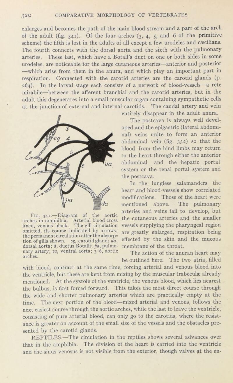 enlarges and becomes the path of the main blood stream and a part of the arch of the adult (fig. 341). Of the four arches (3, 4, 5, and 6 of the primitive scheme) the fifth is lost in the adults of all except a few urodeles and caecilians. The fourth connects with the dorsal aorta and the sixth with the pulmonary arteries. These last, which have a Botall’s duct on one or both sides in some urodeles, are noticeable for the large cutaneous arteries—anterior and posterior —which arise from them in the anura, and which play an important part in respiration. Connected with the carotid arteries are the carotid glands (p. 264). In the larval stage each consists of a network of blood-vessels—a rete mirabile—between the afferent branchial and the carotid arteries, but in the adult this degenerates into a small muscular organ containing sympathetic cells at the junction of external and internal carotids. The caudal artery and vein entirely disappear in the adult anura. The postcava is always well devel- oped and the epigastric (lateral abdomi- nal) veins unite to form an anterior abdominal vein (fig. 332) so that the blood from the hind limbs may return (/*to the heart through either the anterior _ _ abdominal and the hepatic portal ' system or the renal portal system and the postcava. In the lungless salamanders the heart and blood-vessels show correlated modifications. Those of the heart were mentioned above. The pulmonary arteries and veins fail to develop, but the cutaneous arteries and the smaller vessels supplying the pharyngeal region are greatly enlarged, respiration being effected by the skin and the mucous membrane of the throat. The action of the anuran heart may be outlined here. The two atria, filled with blood, contract at the same time, forcing arterial and venous blood into the ventricle, but these are kept from mixing by the muscular trabeculae already mentioned. At the systole of the ventricle, the venous blood, which lies nearest the bulbus, is first forced forward. This takes the most direct course through the wide and shorter pulmonary arteries which are practically empty at the time. The next portion of the blood—mixed arterial and venous, follows the next easiest course through the aortic arches, while the last to leave the ventricle, consisting of pure arterial blood, can only go to the carotids, where the resist- ance is greater on account of the small size of the vessels and the obstacles pre- sented by the carotid glands. REPTILES.—The circulation in the reptiles shows several advances over that in the amphibia. The division of the heart is carried into the ventricle and the sinus venosus is not visible from the exterior, though valves at the en- Fig. 341.—Diagram of the aortic arches in amphibia. Arterial blood cross lined, venous black. The gill circulation omitted, its course indicated by arrows; the permanent circulation after the absorp- tion of gills shown, eg, carotid gland; da, dorsal aorta; d, ductus Botalli; pa, pulmo- nary artery; va, ventral aorta; 3—6, aortic arches.