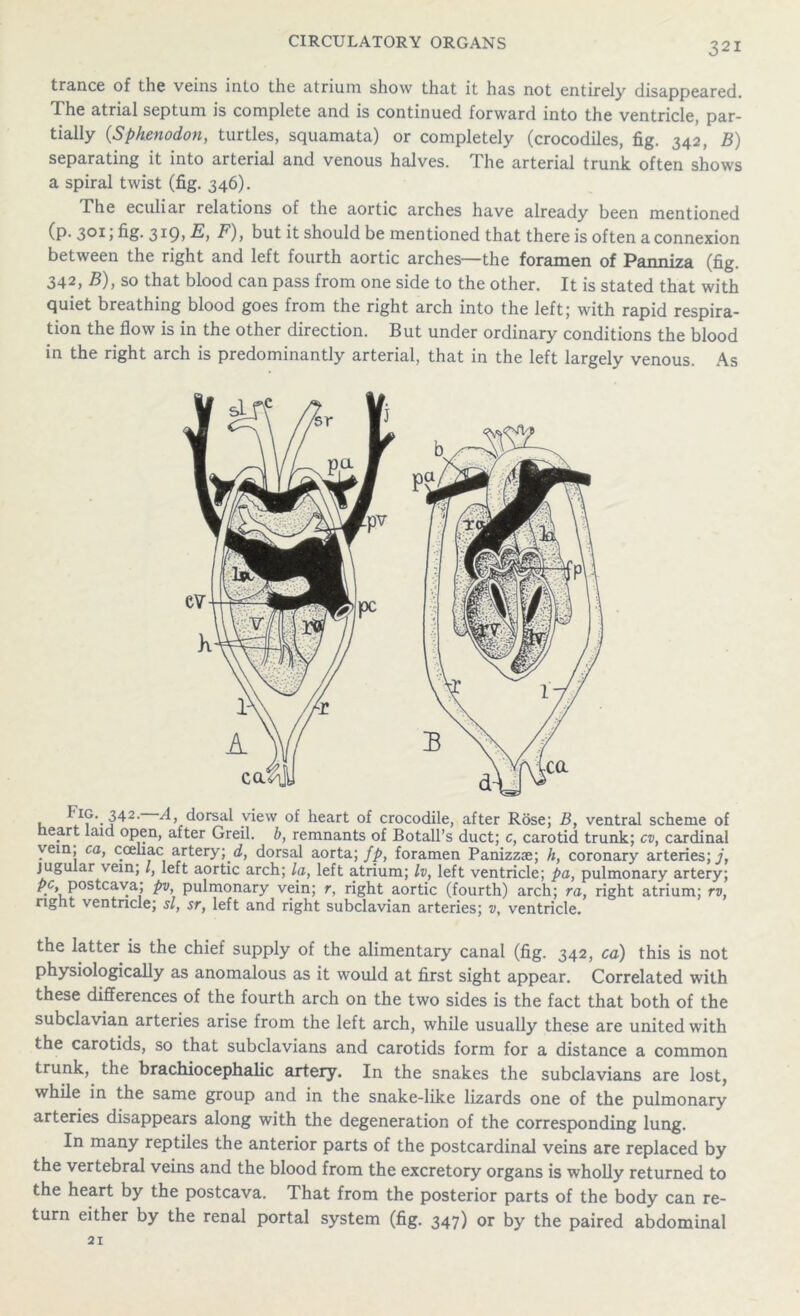trance of the veins into the atrium show that it has not entirely disappeared. The atrial septum is complete and is continued forward into the ventricle, par- tially (Sphenodon, turtles, squamata) or completely (crocodiles, fig. 342, B) separating it into arterial and venous halves. The arterial trunk often shows a spiral twist (fig. 346). The eculiar relations of the aortic arches have already been mentioned (p* 301 > 3 *9* F), but it should be mentioned that there is often a connexion between the right and left fourth aortic arches—the foramen of Panniza (fig. 342, B), so that blood can pass from one side to the other. It is stated that with quiet breathing blood goes from the right arch into the left; with rapid respira- tion the flow is in the other direction. But under ordinary conditions the blood in the right arch is predominantly arterial, that in the left largely venous. As , ig. 342. A, dorsal view of heart of crocodile, after Rose; B, ventral scheme of eart laid open, after Greil. b, remnants of Botall’s duct; c, carotid trunk; cv, cardinal vein, ca, coehac artery; d, dorsal aorta; fp, foramen Panizzae; h, coronary arteries;/, jugular vein; l, left aortic arch; la, left atrium; Iv, left ventricle; pa, pulmonary artery; postcava; pv, pulmonary vein; r, right aortic (fourth) arch; ra, right atrium; rv, right ventricle; si, sr, left and right subclavian arteries; v, ventricle. the latter is the chief supply of the alimentary canal (fig. 342, ca) this is not physiologically as anomalous as it would at first sight appear. Correlated with these differences of the fourth arch on the two sides is the fact that both of the subclavian arteries arise from the left arch, while usually these are united with the carotids, so that subclavians and carotids form for a distance a common trunk, the brachiocephalic artery. In the snakes the subclavians are lost, while in the same group and in the snake-like lizards one of the pulmonary arteries disappears along with the degeneration of the corresponding lung. In many reptiles the anterior parts of the postcardinal veins are replaced by the vertebral veins and the blood from the excretory organs is wholly returned to the heart by the postcava. That from the posterior parts of the body can re- turn either by the renal portal system (fig. 347) or by the paired abdominal