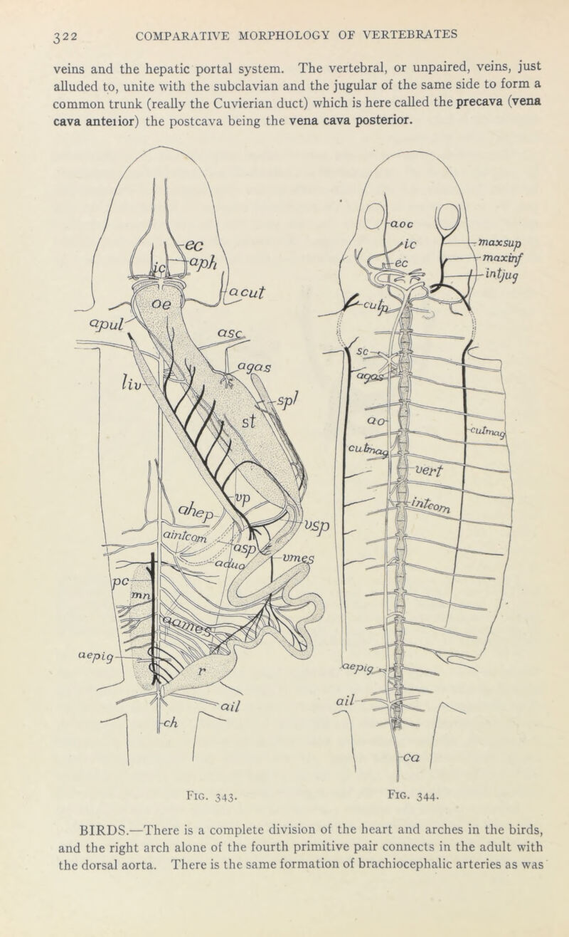 veins and the hepatic portal system. The vertebral, or unpaired, veins, just alluded to, unite with the subclavian and the jugular of the same side to form a common trunk (really the Cuvierian duct) which is here called the precava (vena cava anteiior) the postcava being the vena cava posterior. Fig. 343. Fig. 344. BIRDS.—There is a complete division of the heart and arches in the birds, and the right arch alone of the fourth primitive pair connects in the adult with the dorsal aorta. There is the same formation of brachiocephalic arteries as was