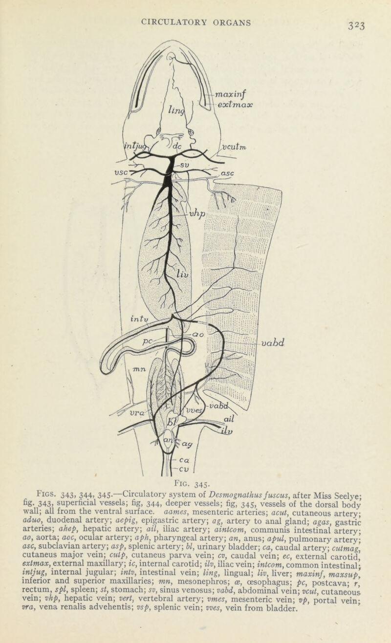 Figs. 343, 344, 345—Circulatory system of Desmognathusfuscus, after Miss Seelye; fig- 343, superficial vessels; fig, 344, deeper vessels; fig, 345, vessels of the dorsal body wall; all from the ventral surface, aames, mesenteric arteries; acut, cutaneous artery; adnoK duodenal artery; acpig, epigastric artery; ag, artery to anal gland; agas, gastric arteries; ahep, hepatic artery; ail, iliac artery; ainlcom, communis intestinal artery; ao, aorta; aoc, ocular artery; aph, pharyngeal artery; an, anus; apul, pulmonary artery; asc, subclavian artery; asp, splenic artery; bl, urinary bladder; ca, caudal artery; cutmag, cutaneus major vein; culp, cutaneus parva vein; cv, caudal vein; ec, external carotid’ extmax, external maxillary; ic, internal carotid; ilv, iliac vein; intcom, common intestinal; intjug, internal jugular; intv, intestinal vein; ling, lingual; liv, liver; maxinf, maxsup\ inferior and superior maxillaries; mn, mesonephros; or, oesophagus; pc, postcava; r rectum, spl, spleen; st, stomach; sv, sinus venosus; vabd, abdominal vein; vcut, cutaneous vein; vhp, hepatic vein; vert, vertebral artery; vines, mesenteric vein; vp, portal vein- vra, vena renalis advehentis; vsp, splenic vein; vves, vein from bladder.