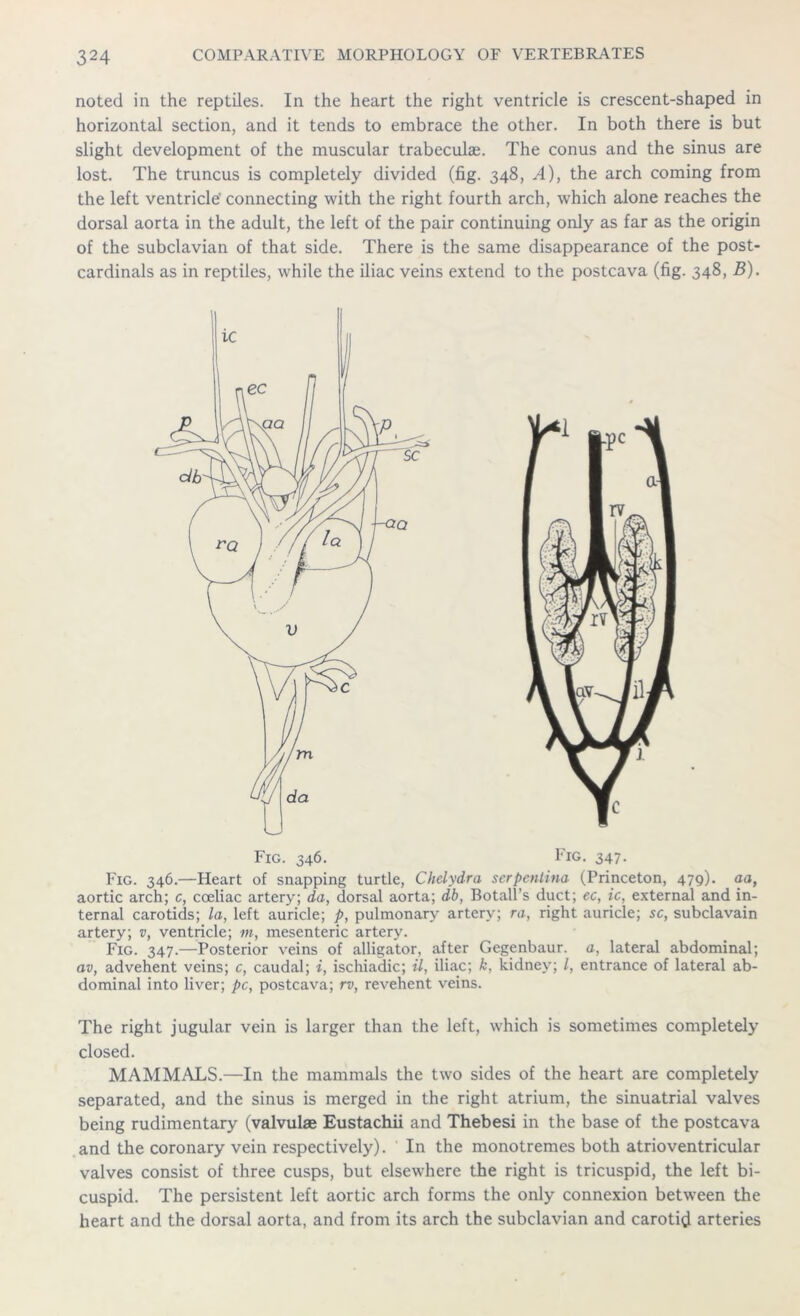 noted in the reptiles. In the heart the right ventricle is crescent-shaped in horizontal section, and it tends to embrace the other. In both there is but slight development of the muscular trabeculae. The conus and the sinus are lost. The truncus is completely divided (fig. 348, A), the arch coming from the left ventricle' connecting with the right fourth arch, which alone reaches the dorsal aorta in the adult, the left of the pair continuing only as far as the origin of the subclavian of that side. There is the same disappearance of the post- cardinals as in reptiles, while the iliac veins extend to the postcava (fig. 348, B). Fig. 346. Fig. 347. Fig. 346.—Heart of snapping turtle, Chelydra serpentina (Princeton, 479). aa, aortic arch; c, coeliac artery; da, dorsal aorta; db, Botall’s duct; ec, ic, external and in- ternal carotids; la, left auricle; p, pulmonary artery; ra, right auricle; sc, subclavain artery; v, ventricle; m, mesenteric artery. Fig. 347.—Posterior veins of alligator, after Gegenbaur. a, lateral abdominal; av, advehent veins; c, caudal; i, ischiadic; il, iliac; k, kidney; l, entrance of lateral ab- dominal into liver; pc, postcava; rv, revehent veins. The right jugular vein is larger than the left, which is sometimes completely closed. MAMMALS.—In the mammals the two sides of the heart are completely separated, and the sinus is merged in the right atrium, the sinuatrial valves being rudimentary (valvulae Eustachii and Thebesi in the base of the postcava and the coronary vein respectively). In the monotremes both atrioventricular valves consist of three cusps, but elsewhere the right is tricuspid, the left bi- cuspid. The persistent left aortic arch forms the only connexion between the heart and the dorsal aorta, and from its arch the subclavian and carotid arteries