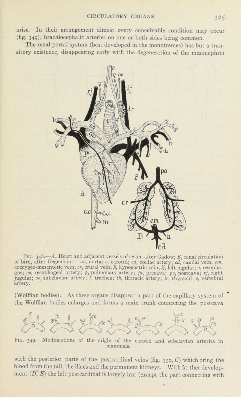 arise. In their arrangement almost every conceivable condition may occur (fig. 349), brachiocephalic arteries on one or both sides being common. The renal portal system (best developed in the monotremes) has but a tran- sitory existence, disappearing early with the degeneration of the mesonephroi artery. (Wolffian bodies). As these organs disappear a part of the capillary system of the Wolffian bodies enlarges and forms a main trunk connecting the postcava tiG. 349. Modifications of the origin of the carotid and subclavian arteries in mammals. with the posterior parts of the postcardinal veins (fig. 350, C) which bring the blood from the tail, the iliacs and the permanent kidneys. With farther develop- ment (D, E) the left postcardinal is largely lost (except the part connecting with