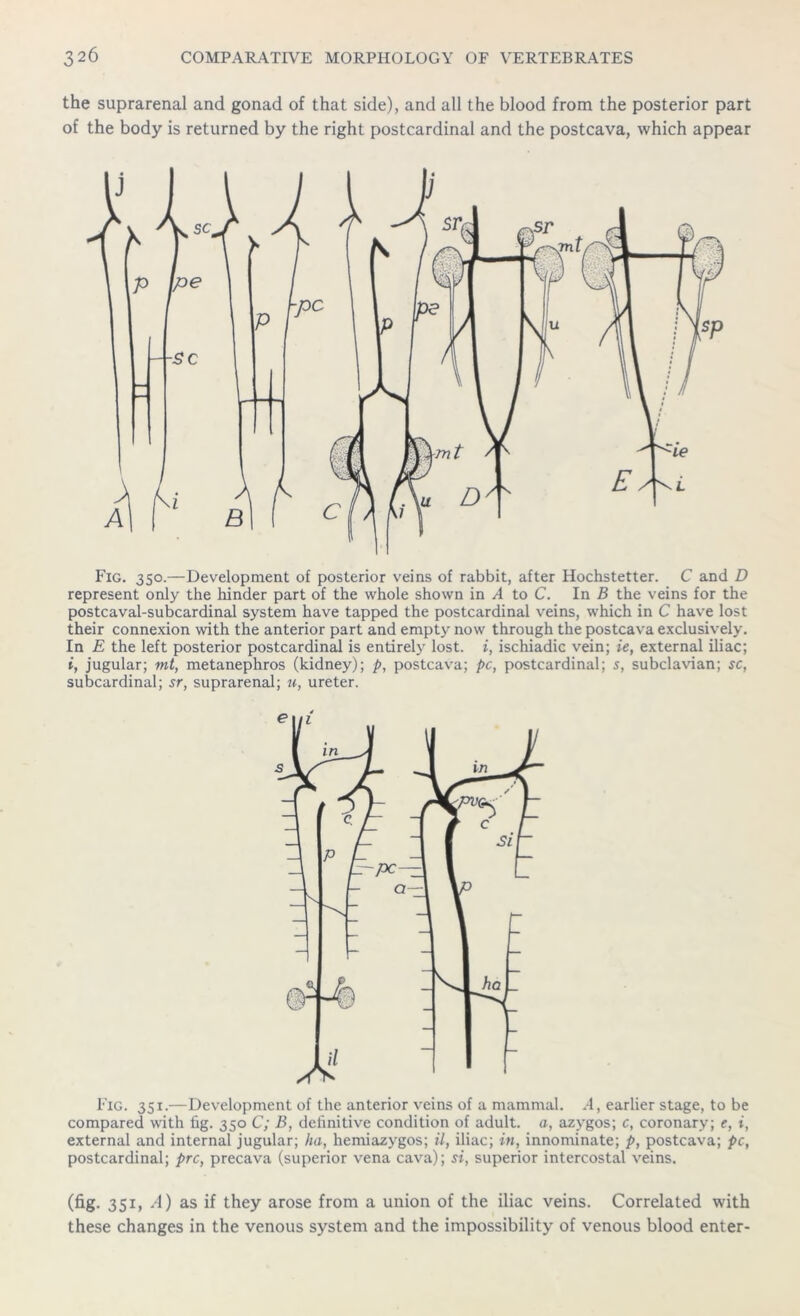 the suprarenal and gonad of that side), and all the blood from the posterior part of the body is returned by the right postcardinal and the postcava, which appear Fig. 350.—Development of posterior veins of rabbit, after Hochstetter. C and D represent only the hinder part of the whole shown in A to C. In B the veins for the postcaval-subcardinal system have tapped the postcardinal veins, which in C have lost their connexion with the anterior part and empty now through the postcava exclusively. In E the left posterior postcardinal is entirely lost, i, ischiadic vein; ie, external iliac; i, jugular; mt, metanephros (kidney); p, postcava; pc, postcardinal; s, subclavian; sc, subcardinal; sr, suprarenal; u, ureter. Fig. 351.—Development of the anterior veins of a mammal. A, earlier stage, to be compared with lag. 350 C; B, definitive condition of adult, a, azygos; c, coronary; e, i, external and internal jugular; ha, hemiazygos; il, iliac; in, innominate; p, postcava; pc, postcardinal; prc, precava (superior vena cava); si, superior intercostal veins. (fig. 351, A) as if they arose from a union of the iliac veins. Correlated with these changes in the venous system and the impossibility of venous blood enter-