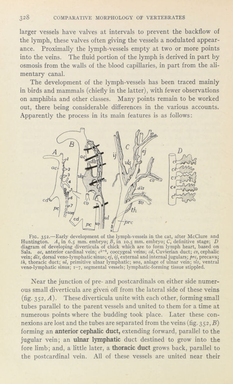 larger vessels have valves at intervals to prevent the backflow of the lymph, these valves often giving the vessels a nodulated appear- ance. Proximally the lymph-vessels empty at two or more points into the veins. The fluid portion of the lymph is derived in part by osmosis from the walls of the blood capillaries, in part from the ali- mentary canal. The development of the lymph-vessels has been traced mainly in birds and mammals (chiefly in the latter), with fewer observations on amphibia and other classes. Many points remain to be worked out, there being considerable differences in the various accounts. Apparently the process in its main features is as follows: Fig. 352.—Early development of the lymph-vessels in the cat, after McClure and Huntington. A, in 6.5 mm. embryo; B, in 10.5 mm. embryo; C, definitive stage; D diagram of developing diverticula of chick which are to form lymph heart, based on Sala. ac, anterior cardinal vein; c1-8, coccygeal veins; cd, Cuvierian duct; cv, cephalic vein; dls, dorsal veno-lymphatic sinus; ej, ij, external and internal jugulars; prc, precava; th, thoracic duct; «/, primitive ulnar lymphatic; uva, anlage of ulnar vein; vis, ventral veno-lymphatic sinus; 1-7, segmental vessels; lymphatic-forming tissue stippled. Near the junction of pre- and postcardinals on either side numer- ous small diverticula are given off from the lateral side of these veins (fig. 352, A). These diverticula unite with each other, forming small tubes parallel to the parent vessels and united to them for a time at numerous points where the budding took place. Later these con- nexions are lost and the tubes are separated from the veins (fig. 352, B) forming an anterior cephalic duct, extending forward, parallel to the jugular vein; an ulnar lymphatic duct destined to grow into the fore limb; and, a little later, a thoracic duct grows back, parallel to the postcardinal vein. All of these vessels are united near their