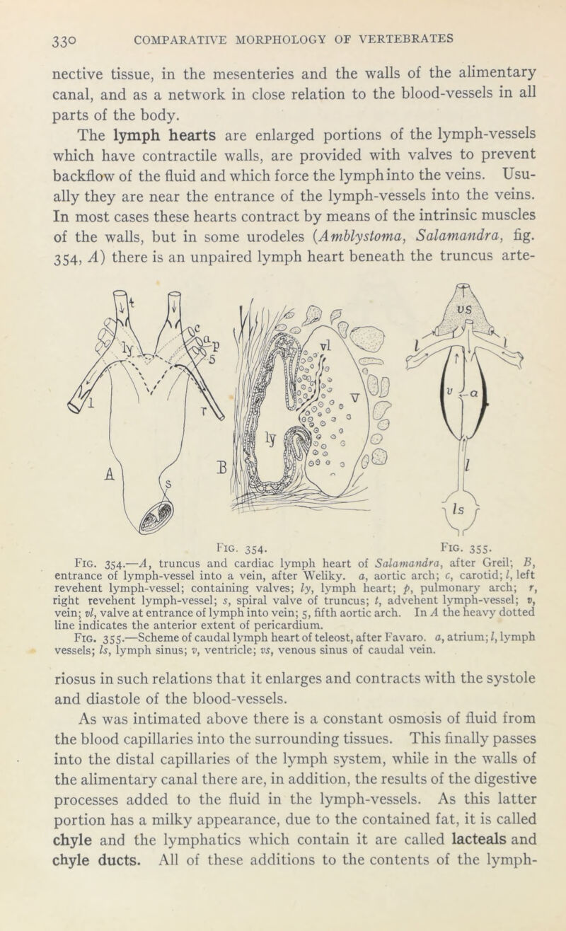 nective tissue, in the mesenteries and the walls of the alimentary canal, and as a network in close relation to the blood-vessels in all parts of the body. The lymph hearts are enlarged portions of the lymph-vessels which have contractile walls, are provided with valves to prevent backflow of the fluid and which force the lymph into the veins. Usu- ally they are near the entrance of the lymph-vessels into the veins. In most cases these hearts contract by means of the intrinsic muscles of the walls, but in some urodeles (Amblystoma, Salamandra, fig. 354, A) there is an unpaired lymph heart beneath the truncus arte- Fig. 354. Fig. 355. Fig. 354.—A, truncus and cardiac lymph heart of Salamandra, after Greil; B, entrance of lymph-vessel into a vein, after Weliky. a, aortic arch; c, carotid;/, left revehent lymph-vessel; containing valves; ly, lymph heart; p, pulmonary arch; r, right revehent lymph-vessel; s, spiral valve of truncus; t, advehent lymph-vessel; v, vein; vl, valve at entrance of lymph into vein; 5, fifth aortic arch. In A the heavy dotted line indicates the anterior extent of pericardium. Fig. 355.—Scheme of caudal lymph heart of teleost, after Favaro. a, atrium; l, lymph vessels; Is, lymph sinus; v, ventricle; vs, venous sinus of caudal vein. riosus in such relations that it enlarges and contracts with the systole and diastole of the blood-vessels. As was intimated above there is a constant osmosis of fluid from the blood capillaries into the surrounding tissues. This finally passes into the distal capillaries of the lymph system, while in the walls of the alimentary canal there are, in addition, the results of the digestive processes added to the fluid in the lymph-vessels. As this latter portion has a milky appearance, due to the contained fat, it is called chyle and the lymphatics which contain it are called lacteals and chyle ducts. All of these additions to the contents of the lymph-
