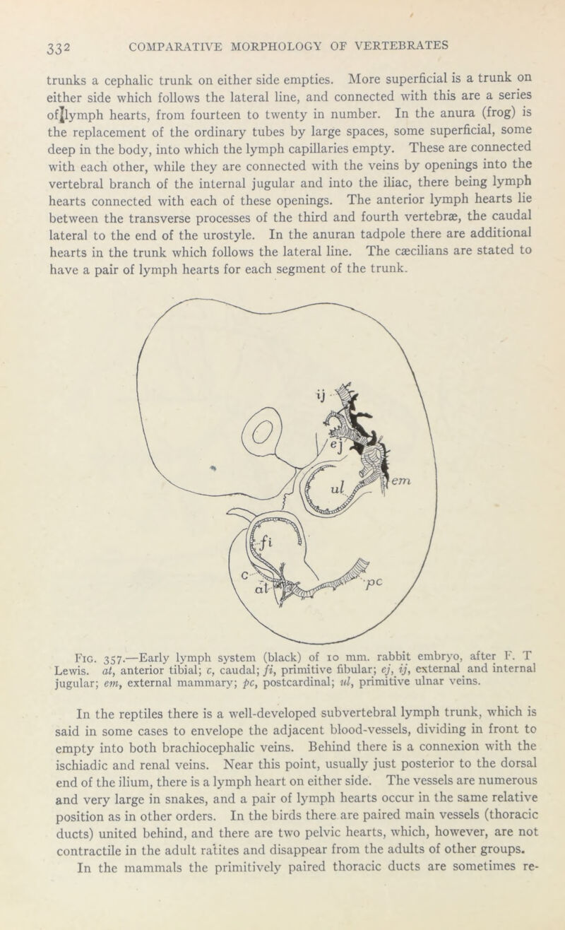 trunks a cephalic trunk on either side empties. More superficial is a trunk on either side which follows the lateral line, and connected with this are a series ofjlymph hearts, from fourteen to twenty in number. In the anura (frog) is the replacement of the ordinary tubes by large spaces, some superficial, some deep in the body, into which the lymph capillaries empty. These are connected with each other, while they are connected with the veins by openings into the vertebral branch of the internal jugular and into the iliac, there being lymph hearts connected with each of these openings. The anterior lymph hearts lie between the transverse processes of the third and fourth vertebrae, the caudal lateral to the end of the urostyle. In the anuran tadpole there are additional hearts in the trunk which follows the lateral line. The caecilians are stated to have a pair of lymph hearts for each segment of the trunk. Fig. 357.—Early lymph system (black) of 10 mm. rabbit embryo, after I*. T Lewis, at, anterior tibial; c, caudal;/*, primitive fibular; cj,ij, external and internal jugular; em, external mammary; pc, postcardinal; ul, primitive ulnar veins. In the reptiles there is a well-developed subvertebral lymph trunk, which is said in some cases to envelope the adjacent blood-vessels, dividing in front to empty into both brachiocephalic veins. Behind there is a connexion with the ischiadic and renal veins. Near this point, usually just posterior to the dorsal end of the ilium, there is a lymph heart on either side. The vessels are numerous and very large in snakes, and a pair of lymph hearts occur in the same relative position as in other orders. In the birds there are paired main vessels (thoracic ducts) united behind, and there are two pelvic hearts, which, however, are not contractile in the adult ratites and disappear from the adults of other groups. In the mammals the primitively paired thoracic ducts are sometimes re-