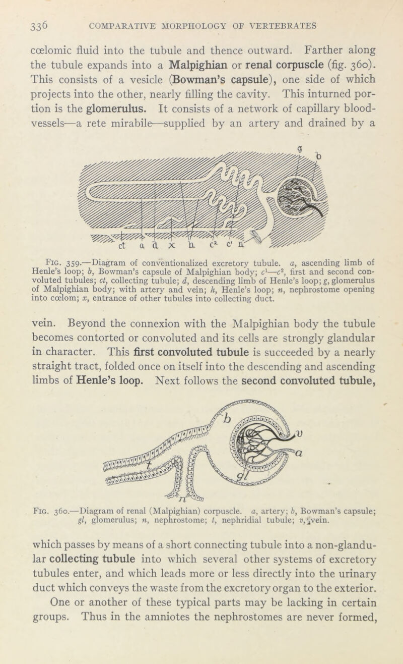 ccelomic fluid into the tubule and thence outward. Farther along the tubule expands into a Malpighian or renal corpuscle (fig. 360). This consists of a vesicle (Bowman’s capsule), one side of which projects into the other, nearly filling the cavity. This inturned por- tion is the glomerulus. It consists of a network of capillary blood- vessels—a rete mirabile—supplied by an artery and drained by a Fig. 359.—Diagram of conventionalized excretory tubule, a, ascending limb of Henle’s loop; b, Bowman’s capsule of Malpighian body; c1—c2, first and second con- voluted tubules; ct, collecting tubule; d, descending limb of Henle’s loop; g, glomerulus of Malpighian body; with artery and vein; h, Henle’s loop; », nephrostome opening into coelom; x, entrance of other tubules into collecting duct. vein. Beyond the connexion with the Malpighian body the tubule becomes contorted or convoluted and its cells are strongly glandular in character. This first convoluted tubule is succeeded by a nearly straight tract, folded once on itself into the descending and ascending limbs of Henle’s loop. Next follows the second convoluted tubule, Fig. 360.—Diagram of renal (Malpighian) corpuscle, a, artery; b, Bowman’s capsule; gl, glomerulus; n, nephrostome; t, nephridial tubule; v, ^vein. which passes by means of a short connecting tubule into a non-glandu- lar collecting tubule into which several other systems of excretory tubules enter, and which leads more or less directly into the urinary duct which conveys the waste from the excretory organ to the exterior. One or another of these typical parts may be lacking in certain groups. Thus in the amniotes the nephrostomes are never formed,
