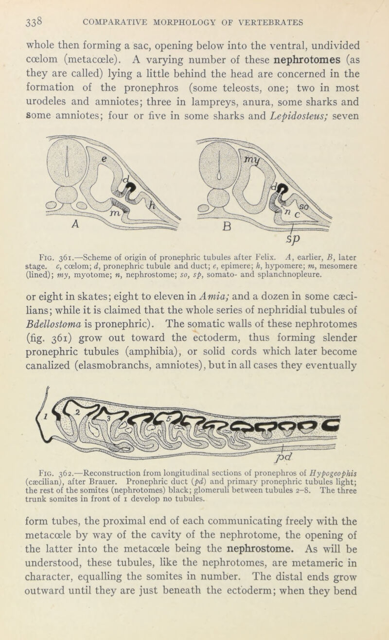 whole then forming a sac, opening below into the ventral, undivided coelom (metacoele). A varying number of these nephrotomes (as they are called) lying a little behind the head are concerned in the formation of the pronephros (some teleosts, one; two in most urodeles and amniotes; three in lampreys, anura, some sharks and some amniotes; four or five in some sharks and Lepidosteus; seven Fig. 361.—Scheme of origin of pronephric tubules after Felix. A, earlier, B, later stage, c, coelom; d, pronephric tubule and duct; e, epimere; h, hypomere; m, mesomere (lined); my, myotome; n, nephrostome; so, sp, somato- and splanchnopleure. or eight in skates; eight to eleven in Amia; and a dozen in some caeci- lians; while it is claimed that the whole series of nephridial tubules of Bdellostoma is pronephric). The somatic walls of these nephrotomes (fig. 361) grow out toward the ectoderm, thus forming slender pronephric tubules (amphibia), or solid cords which later become canalized (elasmobranchs, amniotes), but in all cases they eventually Fig. 362.—Reconstruction from longitudinal sections of pronephros of Hypogeophis (cascilian), after Brauer. Pronephric duct {pd) and primary pronephric tubules light; the rest of the somites (nephrotomes) black; glomeruli between tubules 2-8. The three trunk somites in front of 1 develop no tubules. form tubes, the proximal end of each communicating freely with the metacoele by way of the cavity of the nephrotome, the opening of the latter into the metacoele being the nephrostome. As will be understood, these tubules, like the nephrotomes, are metameric in character, equalling the somites in number. The distal ends grow outward until they are just beneath the ectoderm; when they bend