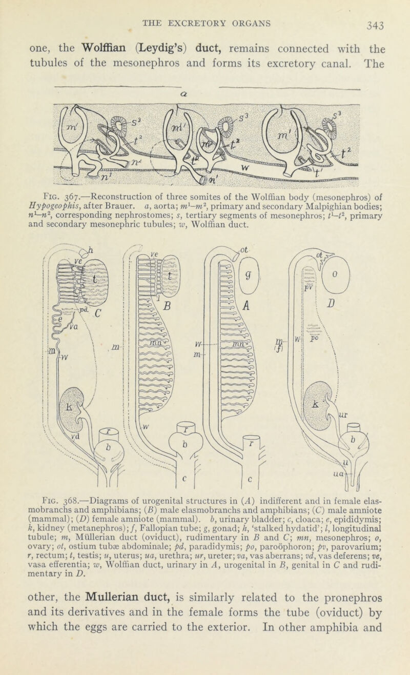 one, the Wolffian (Leydig’s) duct, remains connected with the tubules of the mesonephros and forms its excretory canal. The a Fig. 367.—Reconstruction of three somites of the Wolffian body (mesonephros) of Hypogeophis, after Brauer. a, aorta; ml-m2, primary and secondary Malpighian bodies; w1-^2, corresponding nephrostomes; s, tertiary segments of mesonephros; tl-t2, primary and secondary mesonephric tubules; w, Wolffian duct. Fig. 368.—Diagrams of urogenital structures in (A) indifferent and in female elas- mobranchs and amphibians; (B) male elasmobranchs and amphibians; (C) male amniote (mammal); (D) female amniote (mammal), b, urinary bladder; c, cloaca; e, epididymis; k, kidney (metanephros);/, Fallopian tube; g, gonad; h, ‘stalked hydatid’; l, longitudinal tubule; m, Mullerian duct (oviduct), rudimentary in B and C; mn, mesonephros; 0, ovary; ot, ostium tubae abdominale; pd, paradidymis; po, paroophoron; pv, parovarium; r, rectum; t, testis; u, uterus; ua, urethra; ur, ureter; va, vas aberrans; vd, vas deferens; ve, vasa efferentia; w, Wolffian duct, urinary in A, urogenital in B, genital in C and rudi- mentary in D. other, the Mullerian duct, is similarly related to the pronephros and its derivatives and in the female forms the tube (oviduct) by which the eggs are carried to the exterior. In other amphibia and