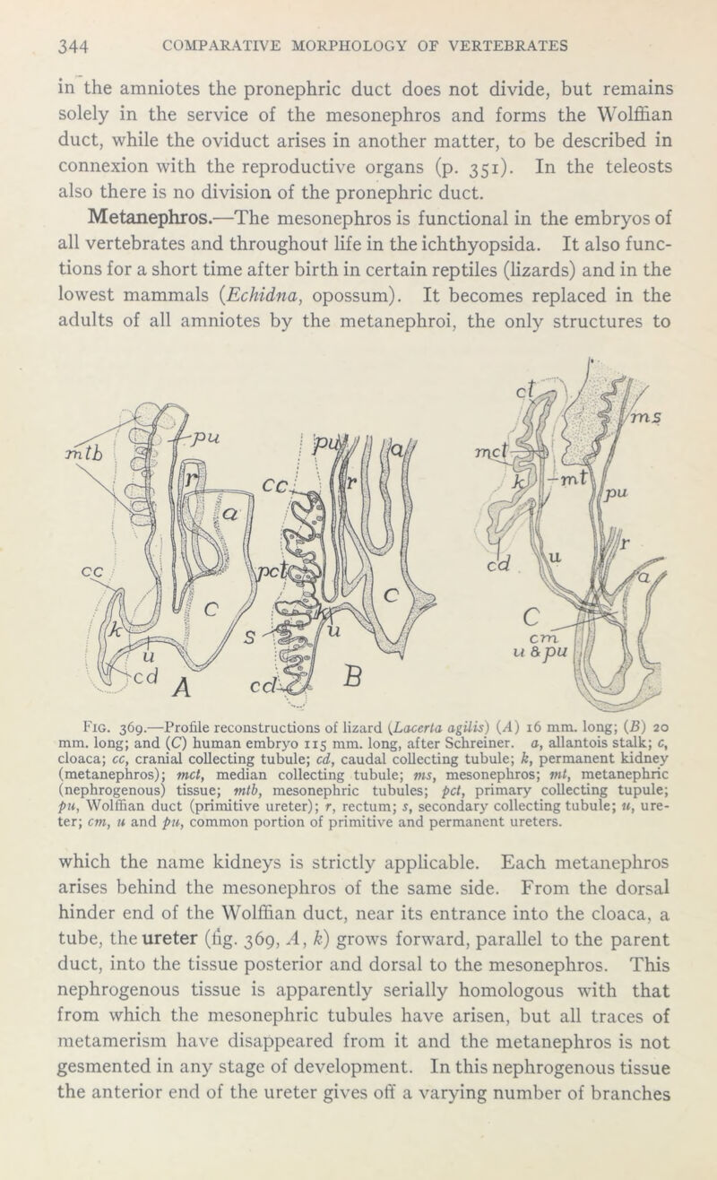 in the amniotes the pronephric duct does not divide, but remains solely in the service of the mesonephros and forms the Wolffian duct, while the oviduct arises in another matter, to be described in connexion with the reproductive organs (p. 351). In the teleosts also there is no division of the pronephric duct. Metanephros.—The mesonephros is functional in the embryos of all vertebrates and throughout life in the ichthyopsida. It also func- tions for a short time after birth in certain reptiles (lizards) and in the lowest mammals (Echidna, opossum). It becomes replaced in the adults of all amniotes by the metanephroi, the only structures to Fig. 369.—Profile reconstructions of lizard (Lacerta agilis) (A) 16 mm. long; (B) 20 mm. long; and (C) human embryo 115 mm. long, after Schreiner, a, allantois stalk; c, cloaca; cc, cranial collecting tubule; cd, caudal collecting tubule; k, permanent kidney (metanephros); met, median collecting tubule; ms, mesonephros; mt, metanephric (nephrogenous) tissue; mtb, mesonephric tubules; pet, primary collecting tupule; pti, Wolffian duct (primitive ureter); r, rectum; s, secondary collecting tubule; u, ure- ter; cm, u and pu, common portion of primitive and permanent ureters. which the name kidneys is strictly applicable. Each metanephros arises behind the mesonephros of the same side. From the dorsal hinder end of the Wolffian duct, near its entrance into the cloaca, a tube, the ureter (lig. 369, A, k) grows forward, parallel to the parent duct, into the tissue posterior and dorsal to the mesonephros. This nephrogenous tissue is apparently serially homologous with that from which the mesonephric tubules have arisen, but all traces of metamerism have disappeared from it and the metanephros is not gesmented in any stage of development. In this nephrogenous tissue the anterior end of the ureter gives off a varying number of branches