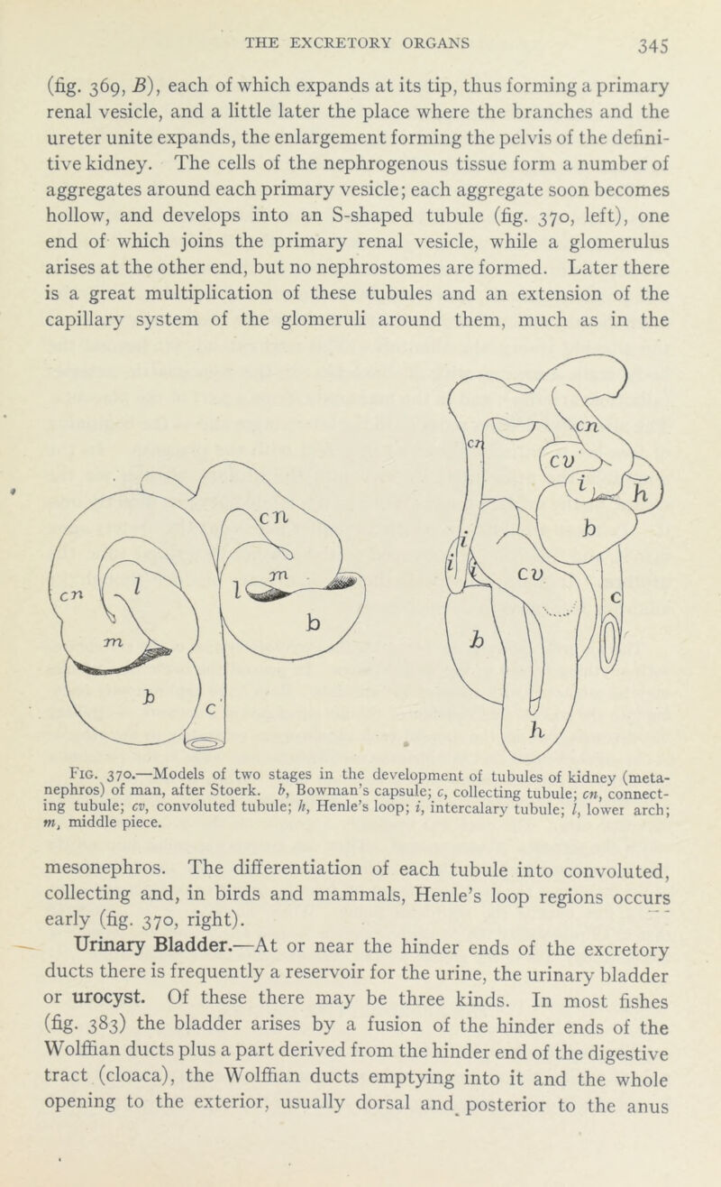 (fig. 369, B), each of which expands at its tip, thus forming a primary renal vesicle, and a little later the place where the branches and the ureter unite expands, the enlargement forming the pelvis of the defini- tive kidney. The cells of the nephrogenous tissue form a number of aggregates around each primary vesicle; each aggregate soon becomes hollow, and develops into an S-shaped tubule (fig. 370, left), one end of which joins the primary renal vesicle, while a glomerulus arises at the other end, but no nephrostomes are formed. Later there is a great multiplication of these tubules and an extension of the capillary system of the glomeruli around them, much as in the Fig. 370—Models of two stages in the development of tubules of kidney (meta- nephros) of man, after Stoerk. b, Bowman’s capsule; c, collecting tubule; cn, connect- ing tubule; cv, convoluted tubule; h, Henle’s loop; i, intercalary tubule; /, lower arch; m, middle piece. mesonephros. The differentiation of each tubule into convoluted, collecting and, in birds and mammals, Henle’s loop regions occurs early (fig. 370, right). Urinary Bladder.—At or near the hinder ends of the excretory ducts there is frequently a reservoir for the urine, the urinary bladder or urocyst. Of these there may be three kinds. In most fishes (fig- 383) the bladder arises by a fusion of the hinder ends of the Wolffian ducts plus a part derived from the hinder end of the digestive tract (cloaca), the Wolffian ducts emptying into it and the whole opening to the exterior, usually dorsal and posterior to the anus