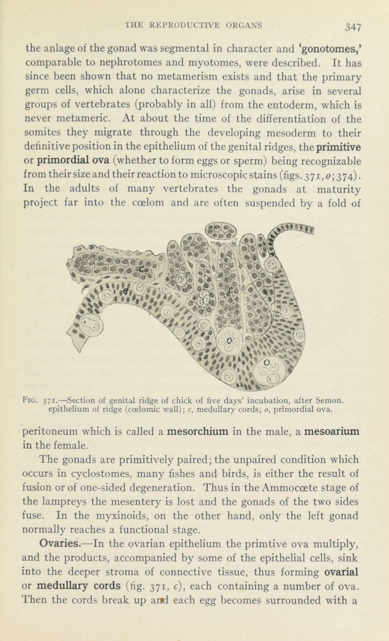 the anlage of the gonad was segmental in character and ‘gonotomes,’ comparable to nephrotomes and myotonies, were described. It has since been shown that no metamerism exists and that the primary germ cells, which alone characterize the gonads, arise in several groups of vertebrates (probably in all) from the entoderm, which is never metameric. At about the time of the differentiation of the somites they migrate through the developing mesoderm to their definitive position in the epithelium of the genital ridges, the primitive or primordial ova (whether to form eggs or sperm) being recognizable from their size and their reaction to microscopic stains (figs. 3 71,0; 3 74). In the adults of many vertebrates the gonads at maturity project far into the coelom and are often suspended by a fold of Fig. 371.—Section of genital ridge of chick of live days’ incubation, after Semon. epithelium of ridge (coelomic wall); c, medullary cords; 0, primordial ova. peritoneum which is called a mesorchium in the male, a mesoarium in the female. The gonads are primitively paired; the unpaired condition which occurs in cyclostomes, many fishes and birds, is either the result of fusion or of one-sided degeneration. Thus in the Ammoccete stage of the lampreys the mesentery is lost and the gonads of the two sides fuse. In the myxinoids, on the other hand, only the left gonad normally reaches a functional stage. Ovaries.—In the ovarian epithelium the primtive ova multiply, and the products, accompanied by some of the epithelial cells, sink into the deeper stroma of connective tissue, thus forming ovarial or medullary cords (fig. 371, c), each containing a number of ova. Then the cords break up arid each egg becomes surrounded with a