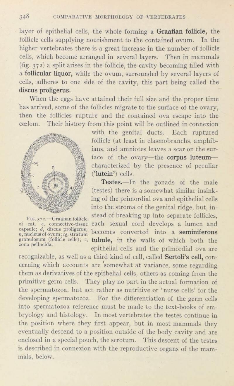 layer of epithelial cells, the whole forming a Graafian follicle, the follicle cells supplying nourishment to the contained ovum. In the higher vertebrates there is a great increase in the number of follicle cells, which become arranged in several layers. Then in mammals (fig. 372) a split arises in the follicle, the cavity becoming filled with a follicular liquor, while the ovum, surrounded by several layers of cells, adheres to one side of the cavity, this part being called the discus proligerus. When the eggs have attained their full size and the proper time has arrived, some of the follicles migrate to the surface of the ovary, then the follicles rupture and the contained ova escape into the coelom. Their history from this point will be outlined in connexion with the genital ducts. Each ruptured follicle (at least in elasmobranchs, amphib- ians, and amniotes leaves a scar on the sur- face of the ovary—the corpus luteum— characterized by the presence of peculiar (‘lutein’) cells, Testes.—In the gonads of the male (testes) there is a somewhat similar insink- ing of the primordial ova and epithelial cells into the stroma of the genital ridge, but, in- Fig. 372.—Graafian follicle stead of breakinS UP int° separate follicles, of cat. c, connective-tissue each sexual cord develops a lumen and w^nucleusof ovum; 'stratum becomes converted into a seminiferous fonaUpenUddafollide Cells)i *’ tubule> *n the walls °f which both the epithelial cells and the primordial ova are recognizable, as well as a third kind of cell, called Sertoli’s cell, con- cerning which accounts are somewhat at variance, some regarding them as derivatives of the epithelial cells, others as coming from the primitive germ cells. They play no part in the actual formation of the spermatozoa, but act rather as nutritive or ‘nurse cells’ for the developing spermatozoa. For the differentiation of the germ cells into spermatozoa reference must be made to the text-books of em- bryology and histology. In most vertebrates the testes continue in the position where they first appear, but in most mammals they eventually descend to a position outside of the body cavity and are enclosed in a special pouch, the scrotum. This descent of the testes is described in connexion with the reproductive organs of the mam- mals, below.